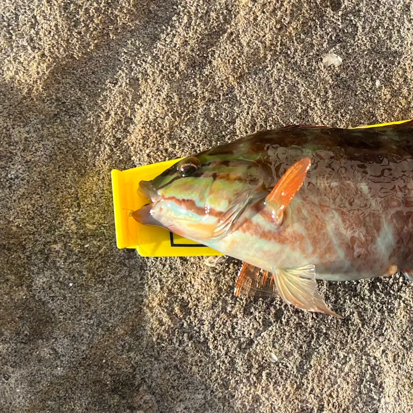 The most recent Gunther's wrasse catches on Fishbrain