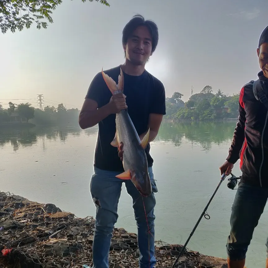 Spot pangasius caught on Fishbrain