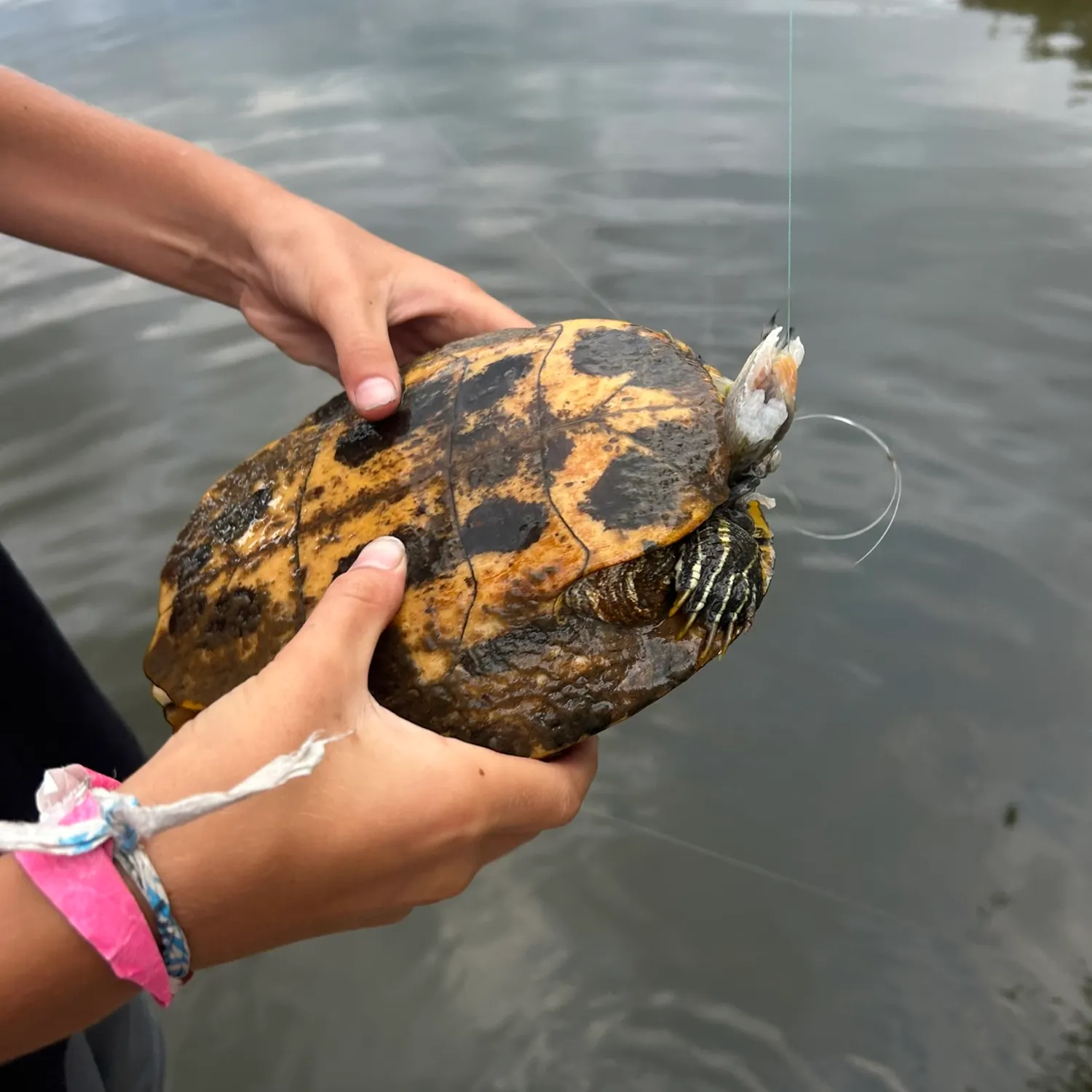 The most recent Painted turtle catches on Fishbrain