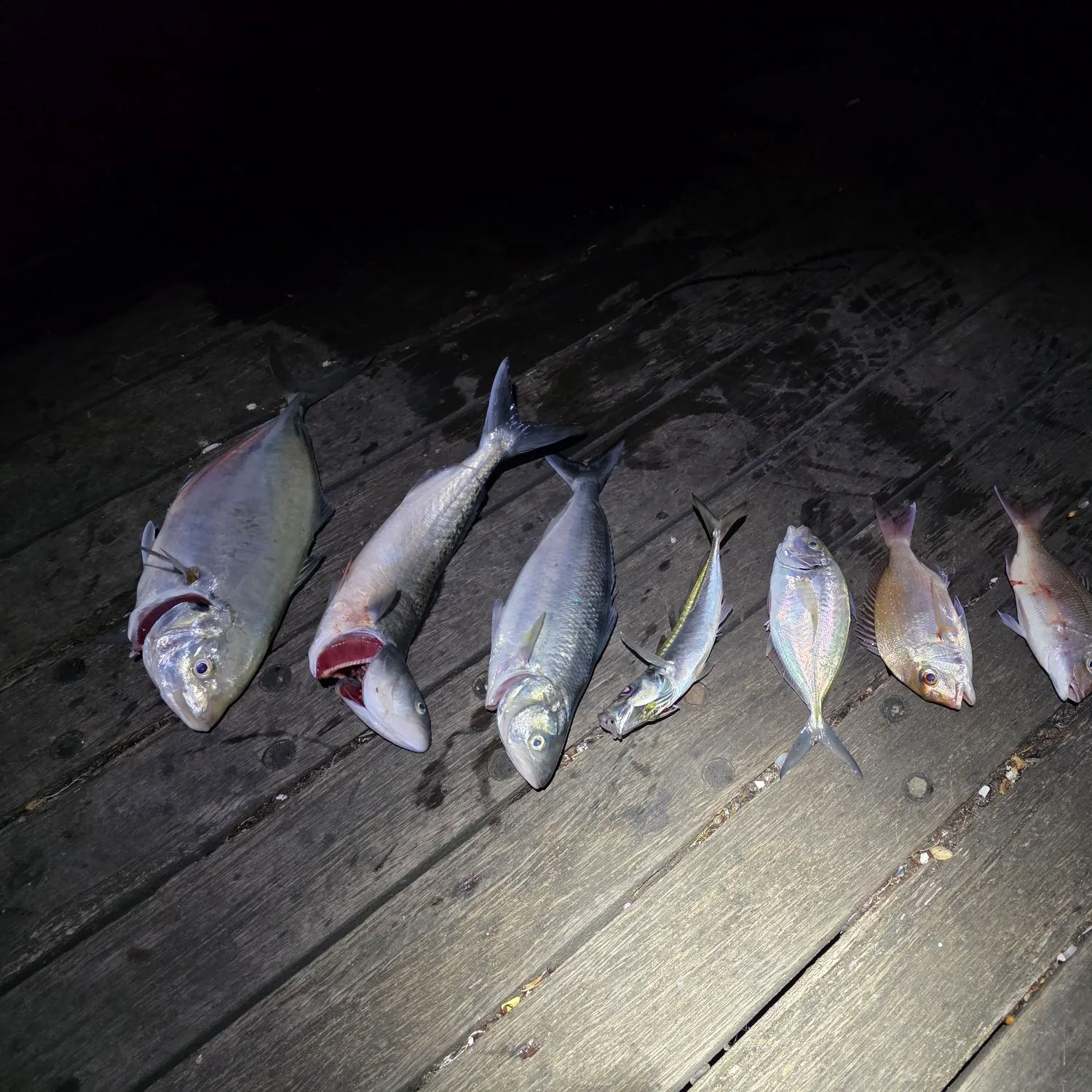 recently logged catches