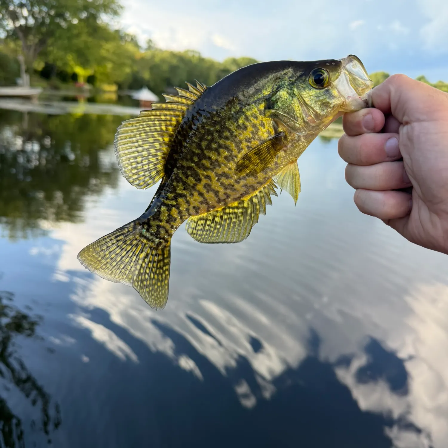 Black crappie caught on Fishbrain