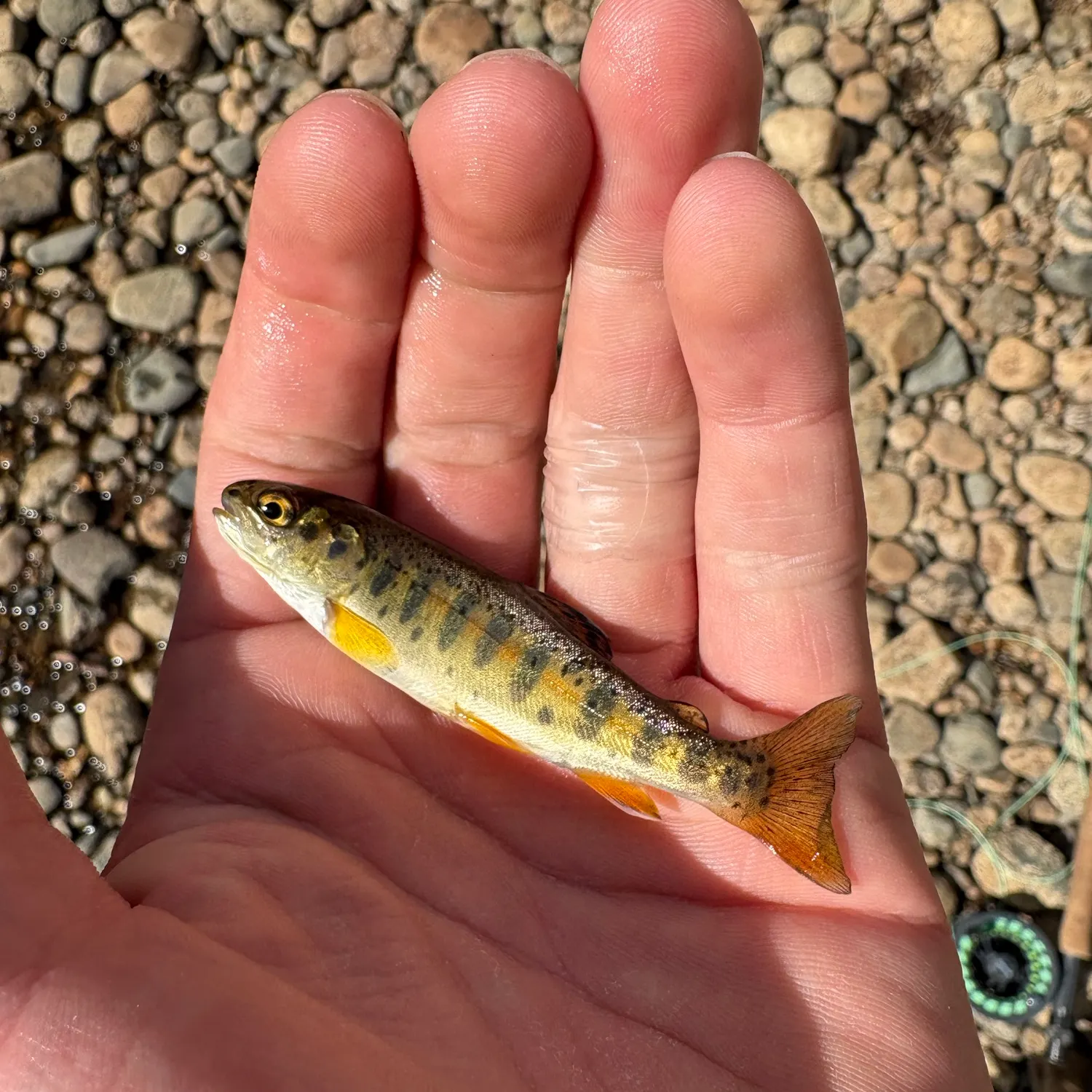 Brown trout caught on Fishbrain
