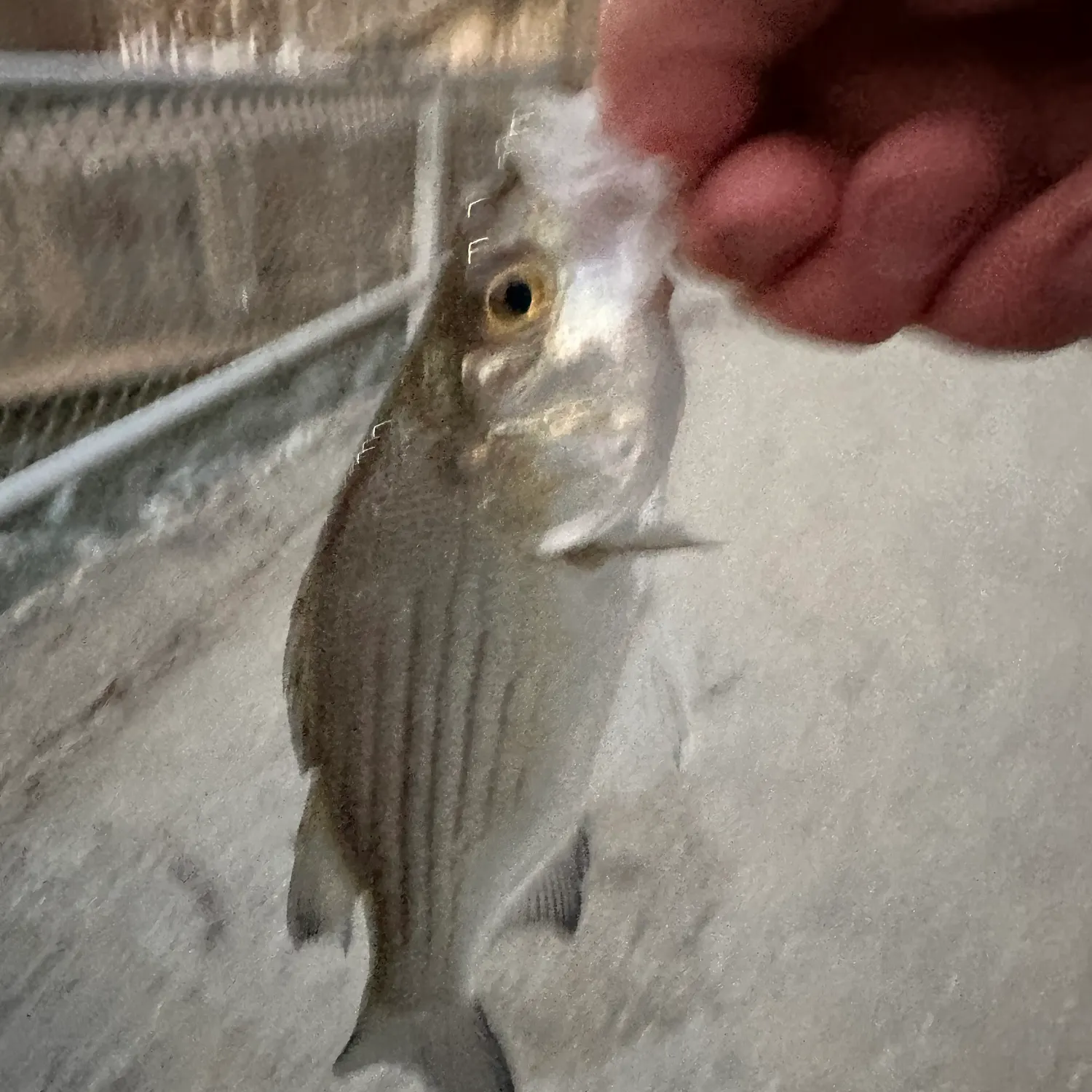 White bass caught on Fishbrain