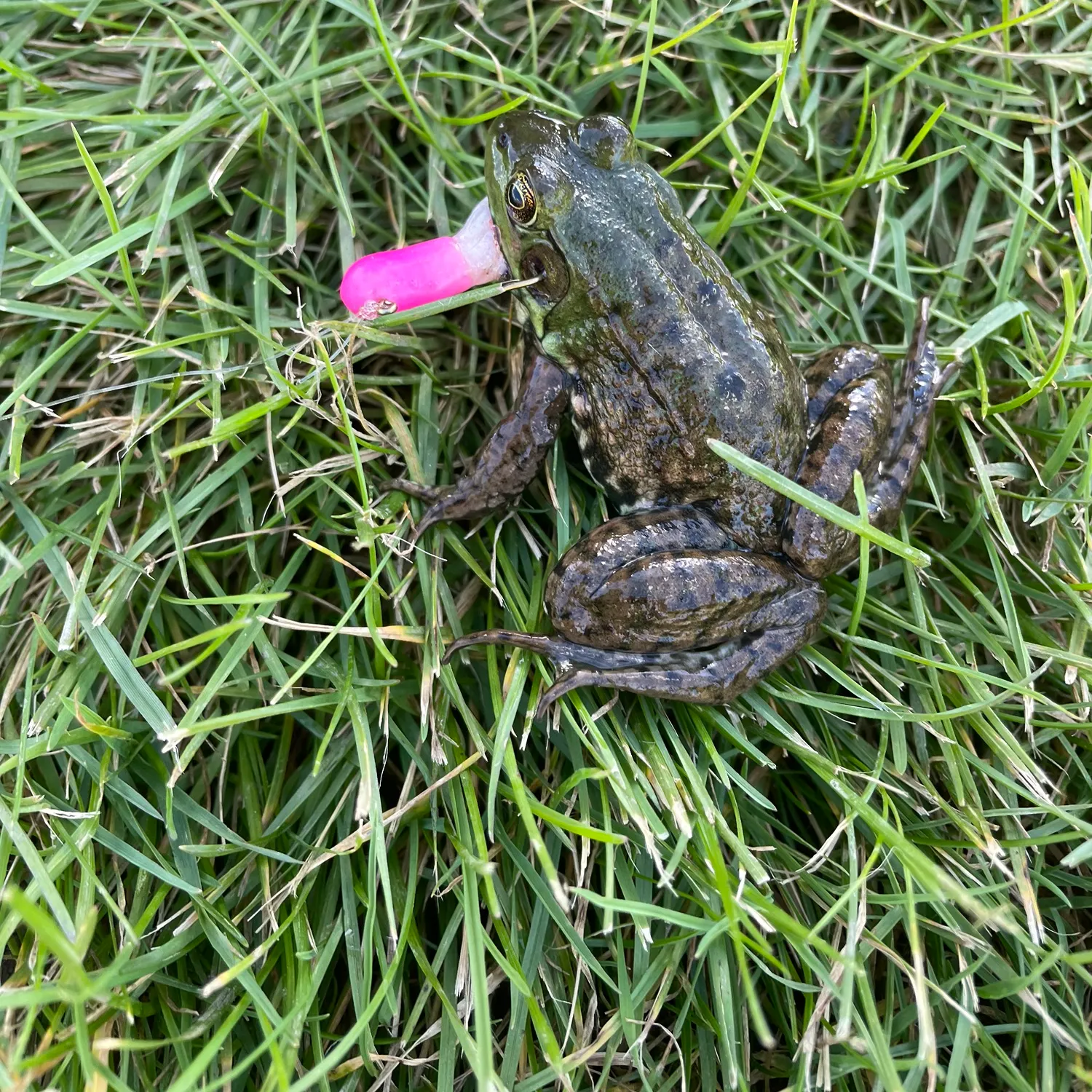 American bullfrog caught on Fishbrain