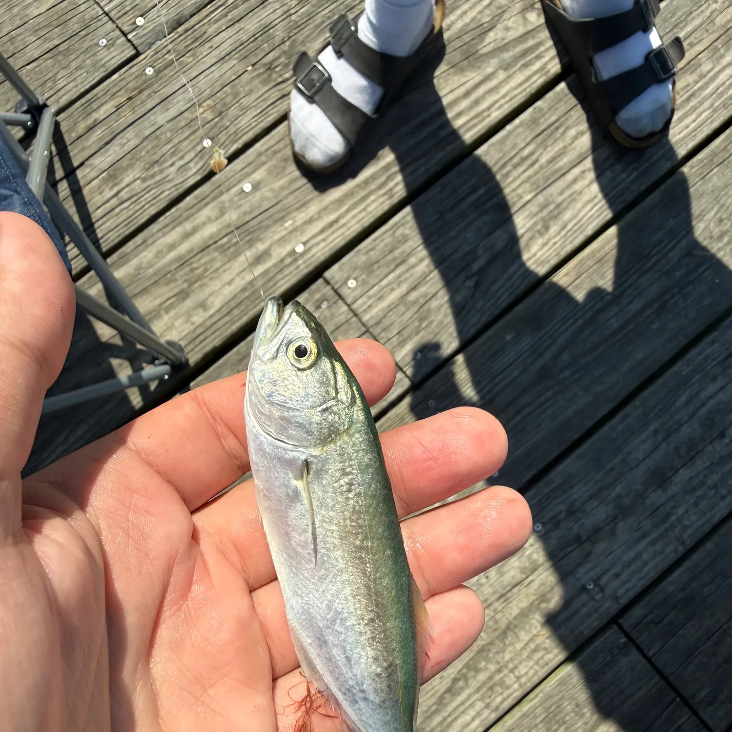 Bluefish caught on Fishbrain