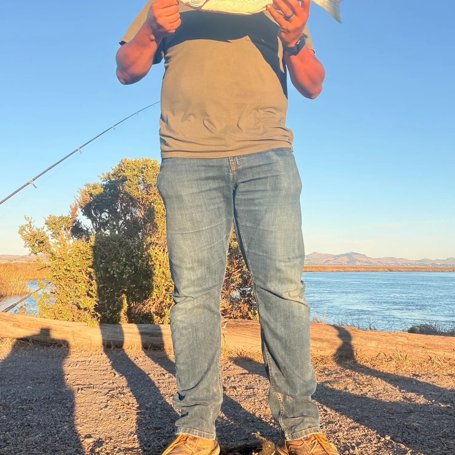 Striped bass caught on Fishbrain