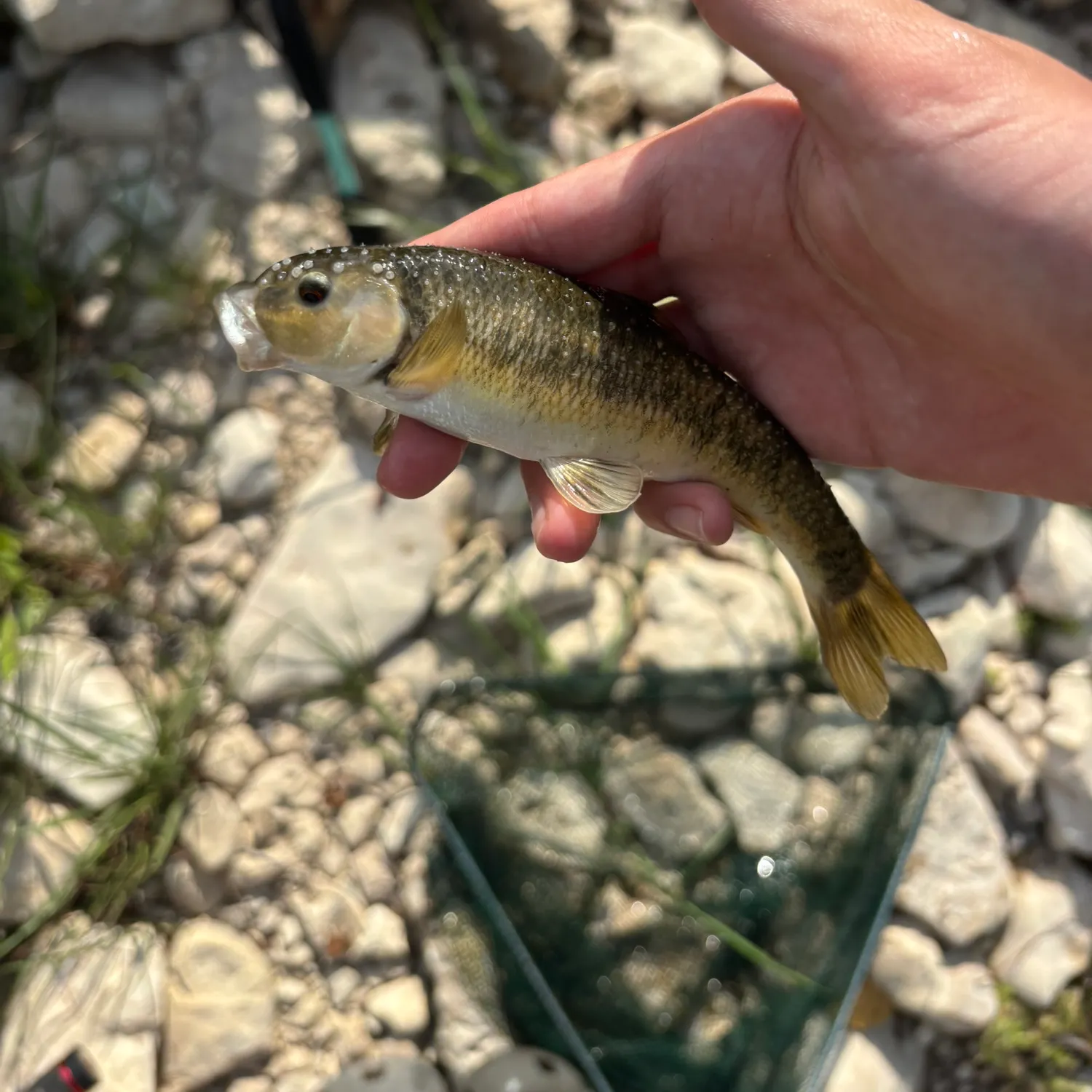 The most recent Central stoneroller catches on Fishbrain