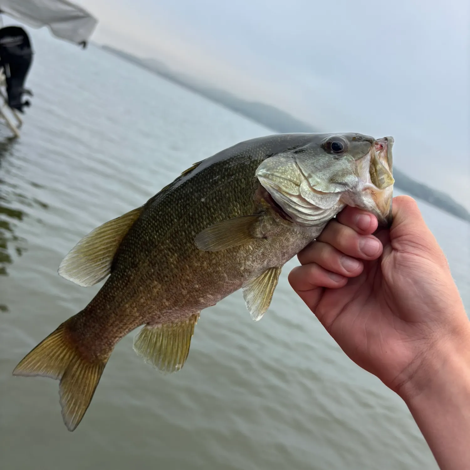 Smallmouth bass caught on Fishbrain