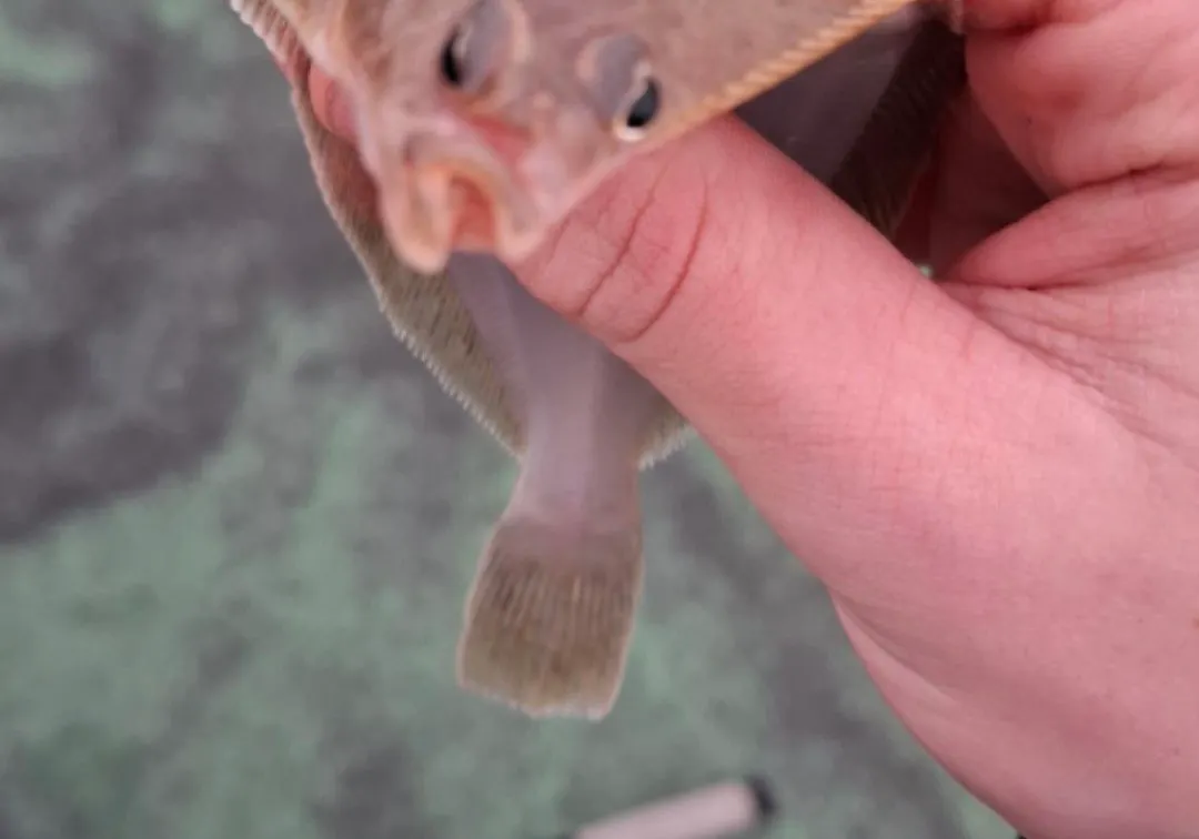 European plaice