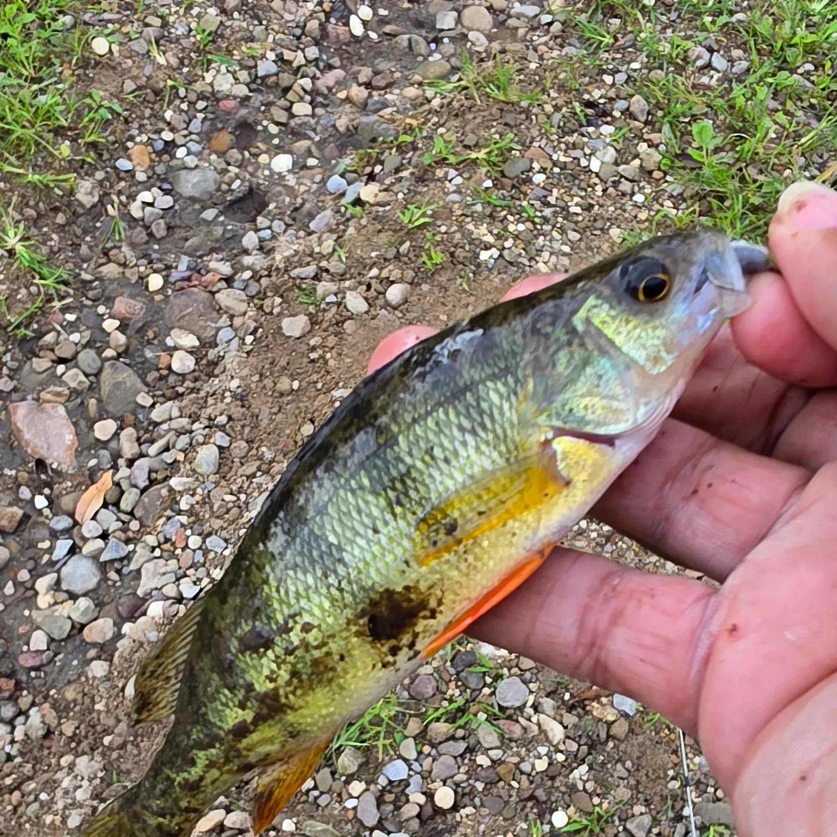 Yellow perch caught on Fishbrain