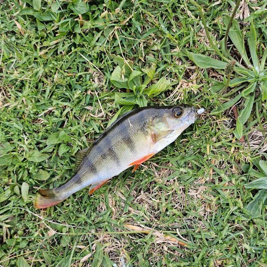 European perch caught on Fishbrain
