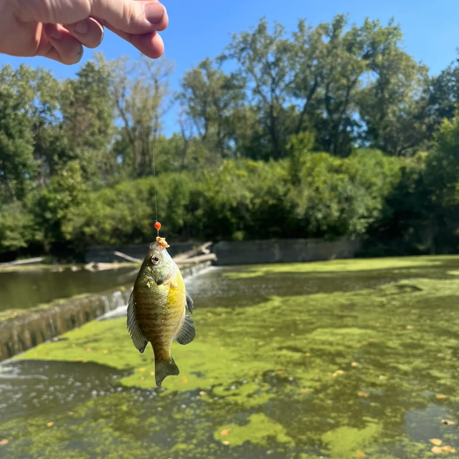 Bluegill caught on Fishbrain