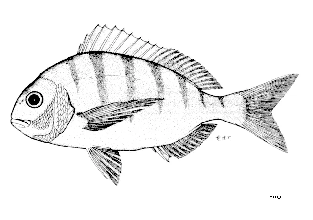 White stumpnose