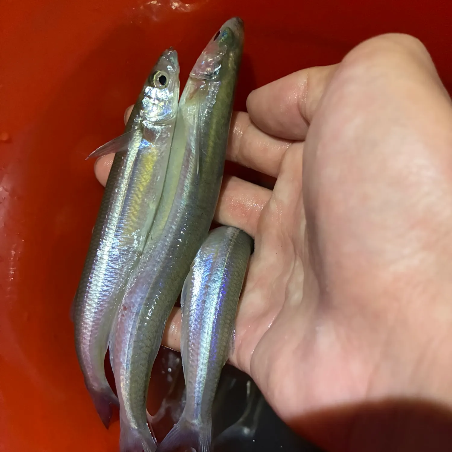 The most recent California grunion catches on Fishbrain