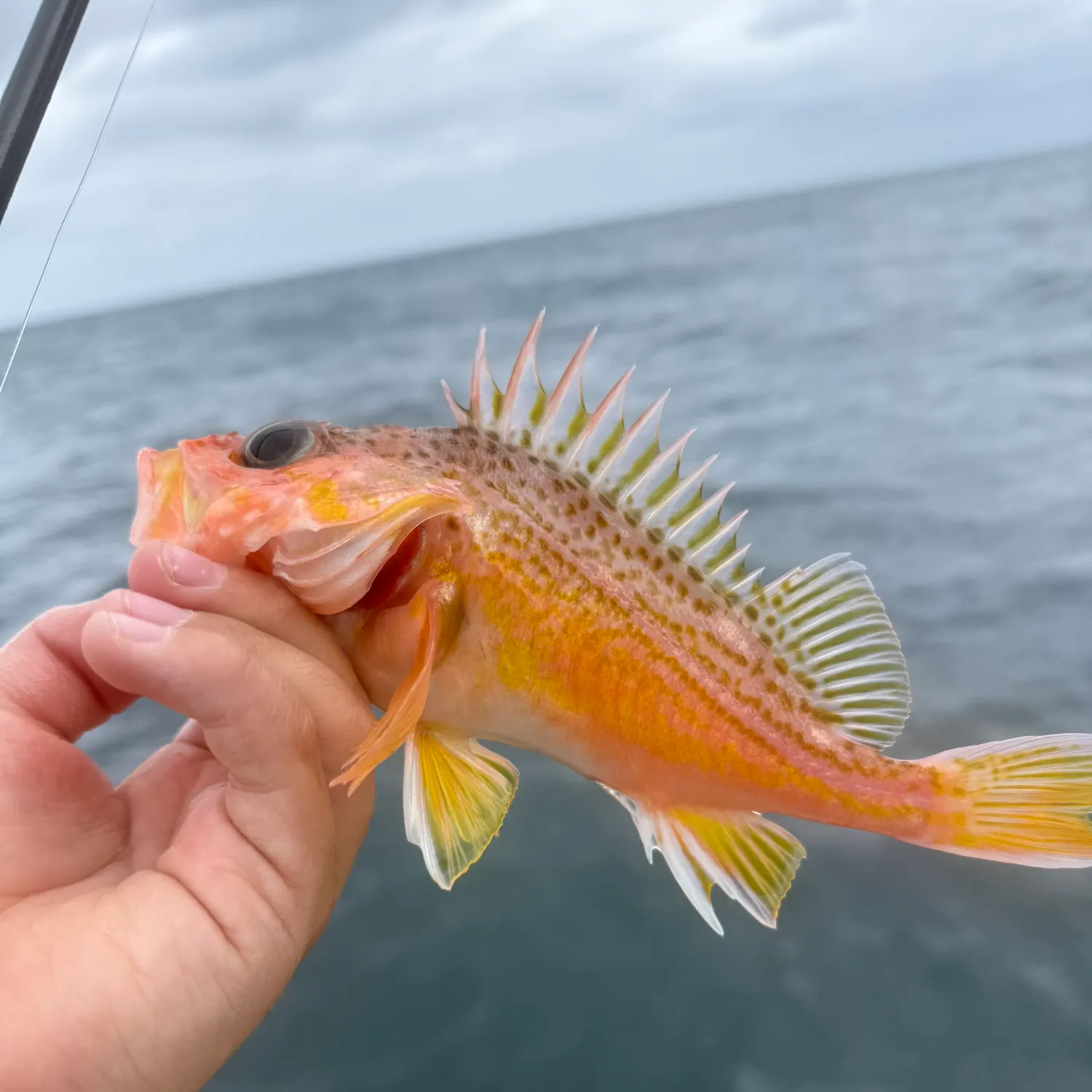 The most recent Greenspotted rockfish catches on Fishbrain