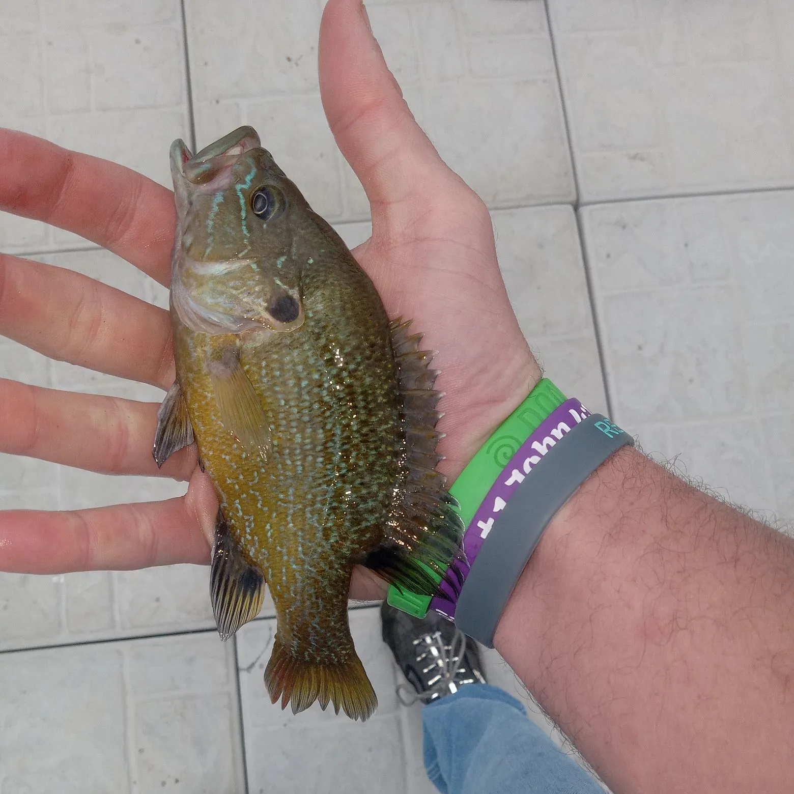 recently logged catches