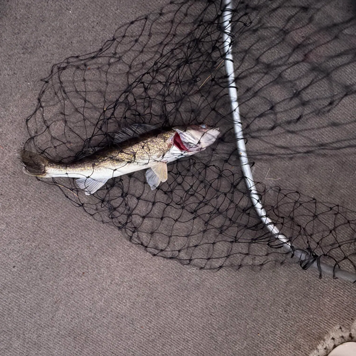 The most recent Walleye catches on Fishbrain