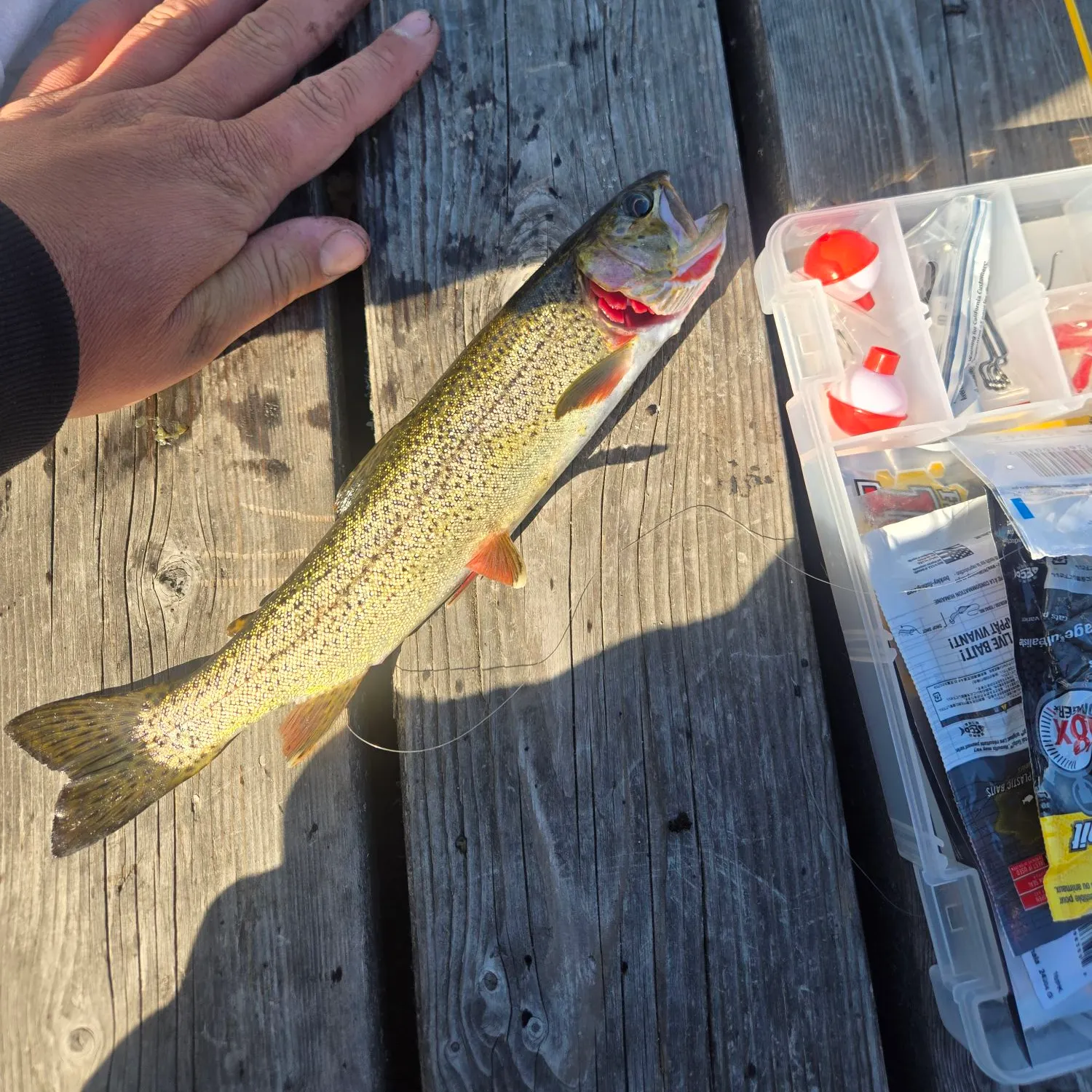 The most recent Coastal cutthroat trout catches on Fishbrain