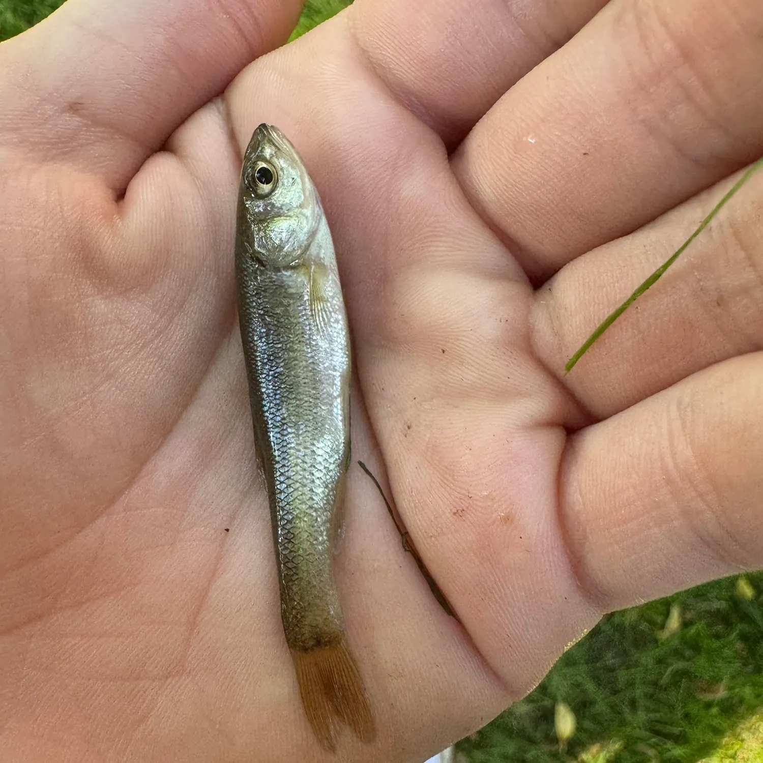 Creek chub caught on Fishbrain
