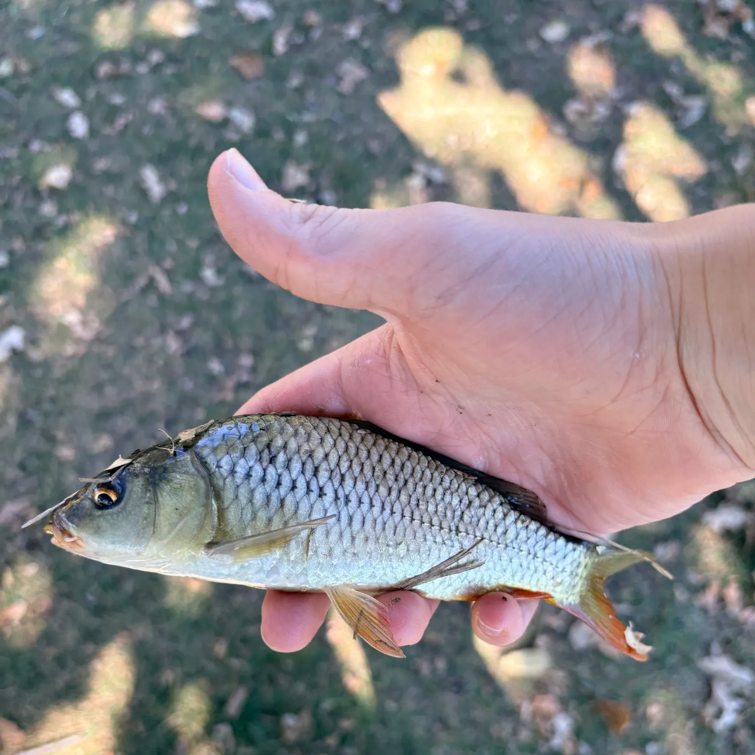Common carp caught on Fishbrain
