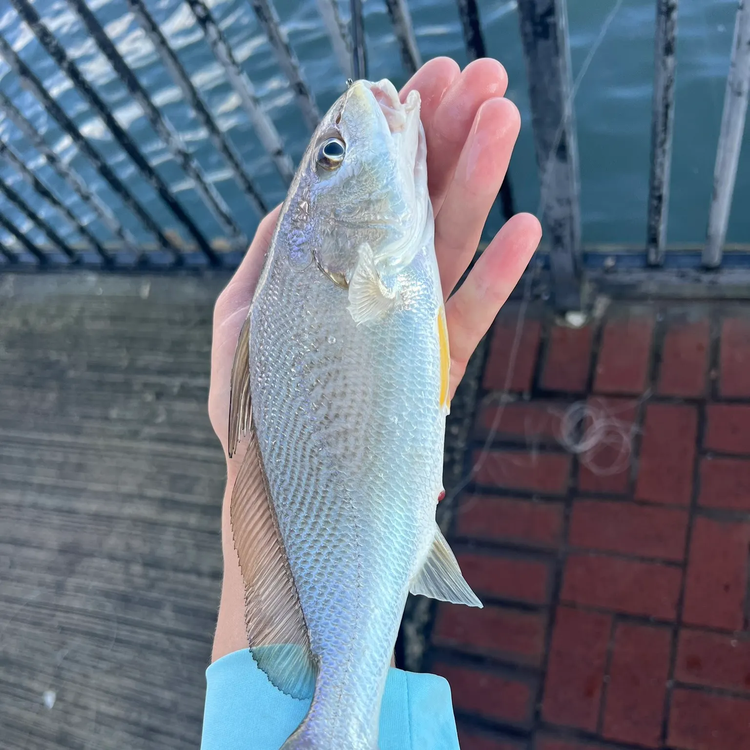 The most recent Whitemouth croaker catches on Fishbrain