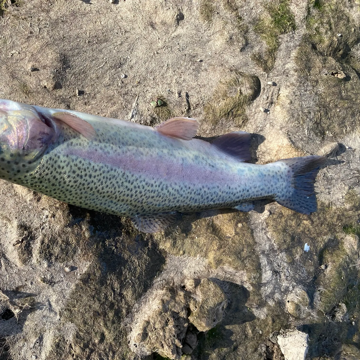 Rainbow trout caught on Fishbrain