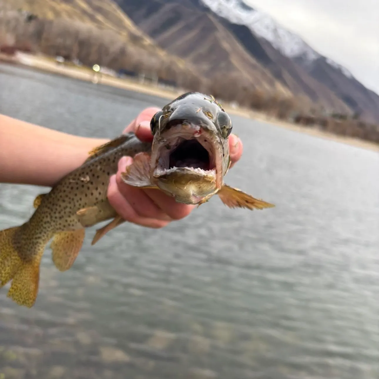 The most recent Lake trout catches on Fishbrain