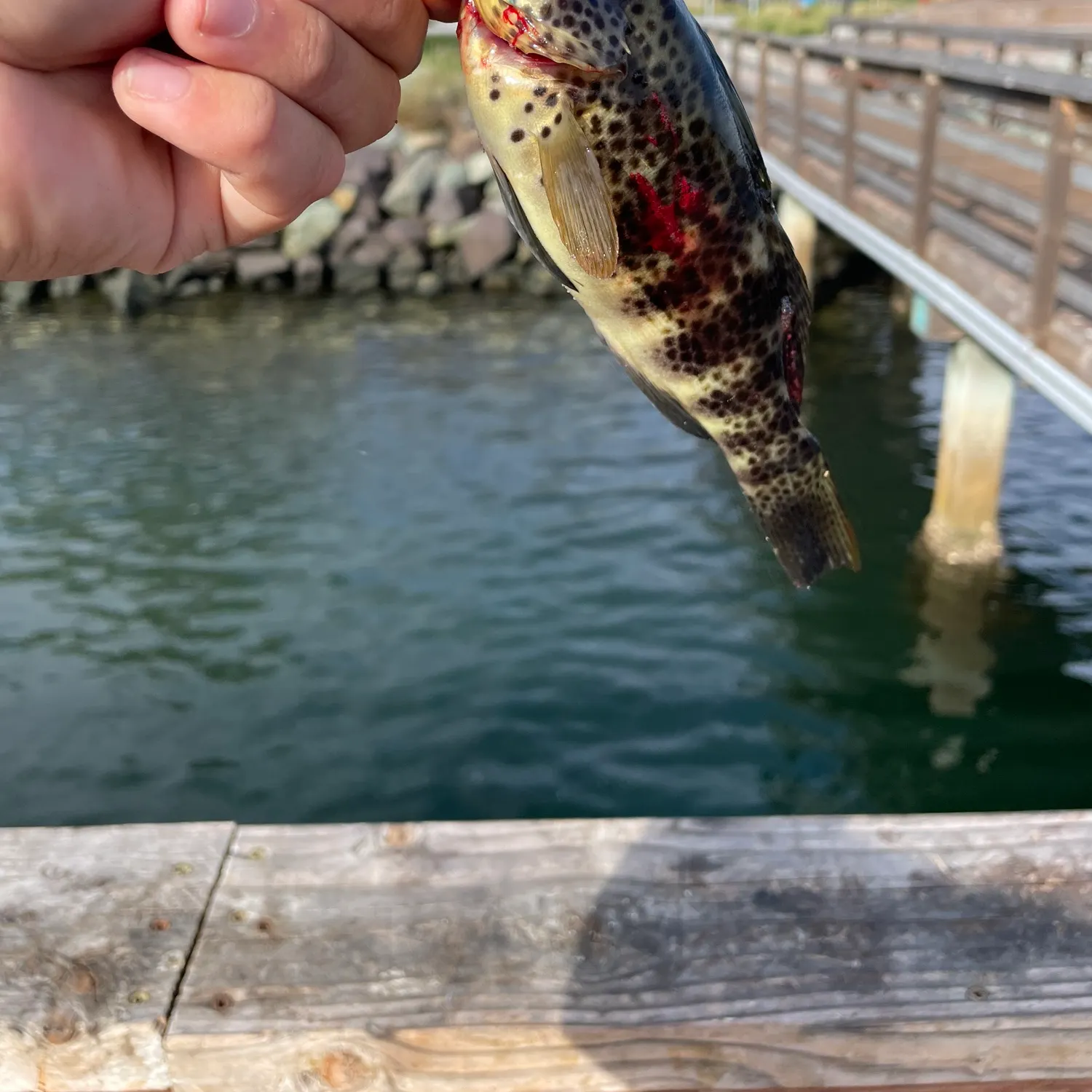 Spotted sand bass caught on Fishbrain