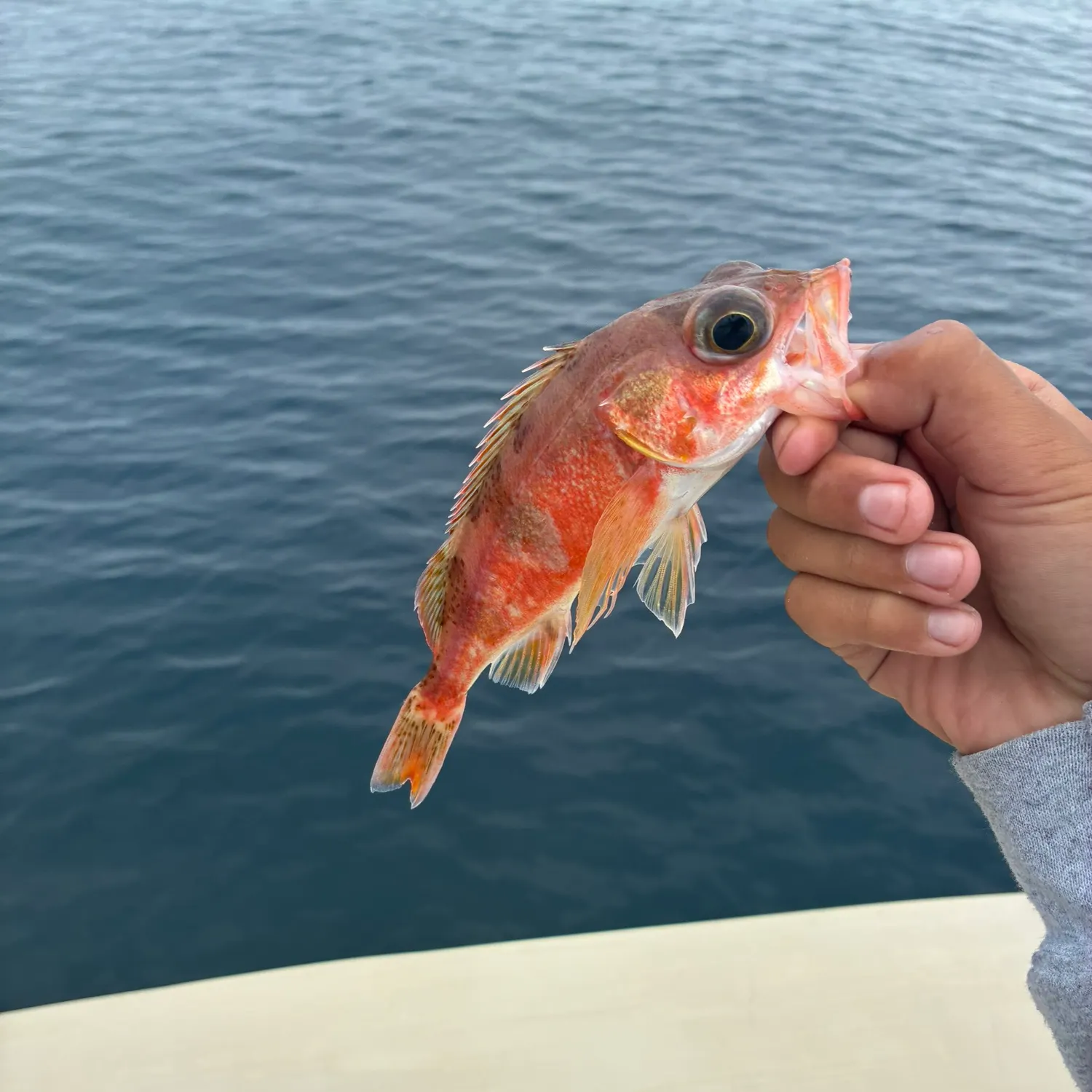 The most recent Halfbanded rockfish catches on Fishbrain