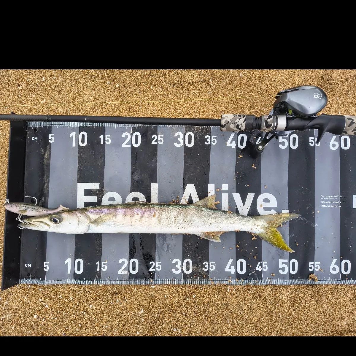 Great barracuda caught on Fishbrain