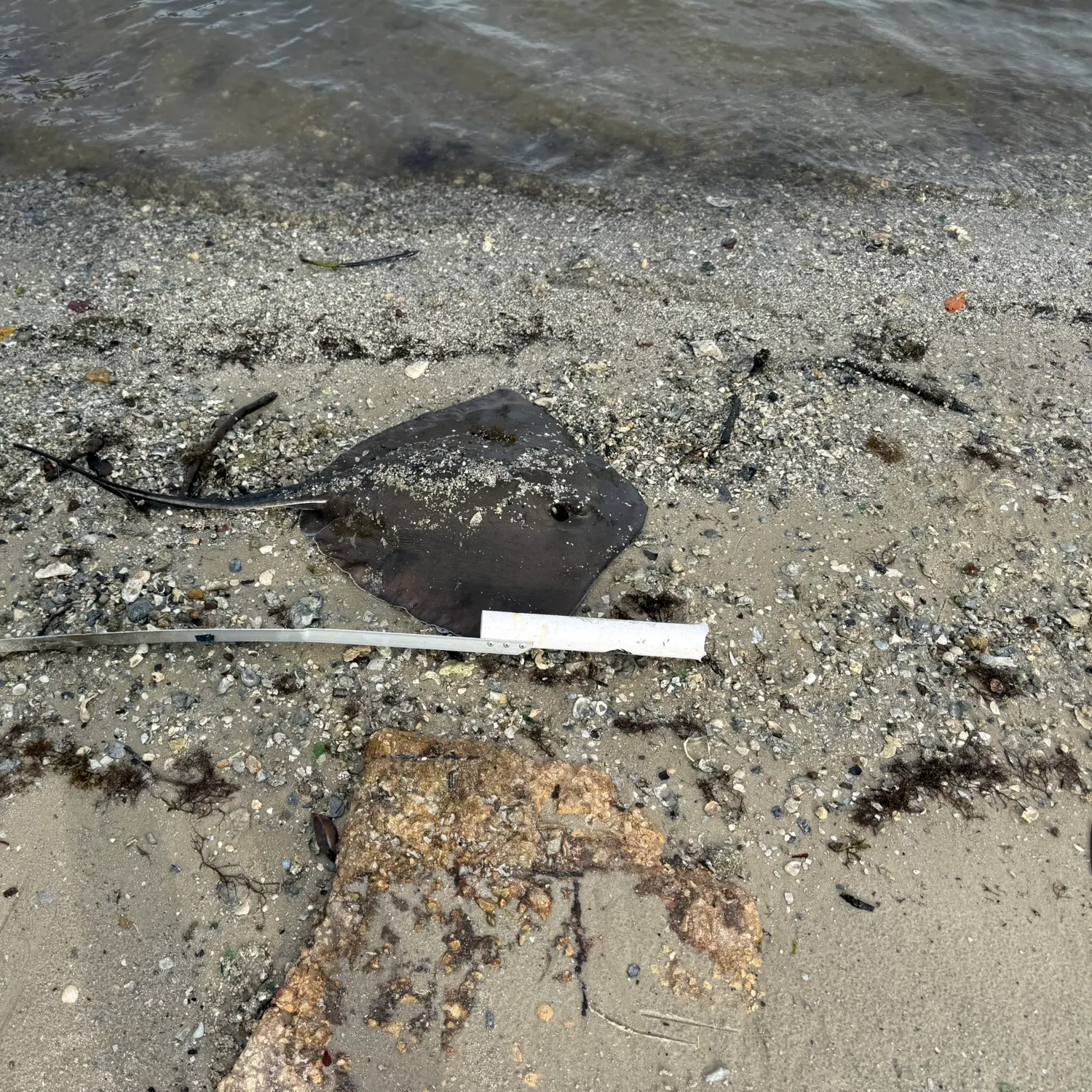 The most recent Southern stingray catches on Fishbrain