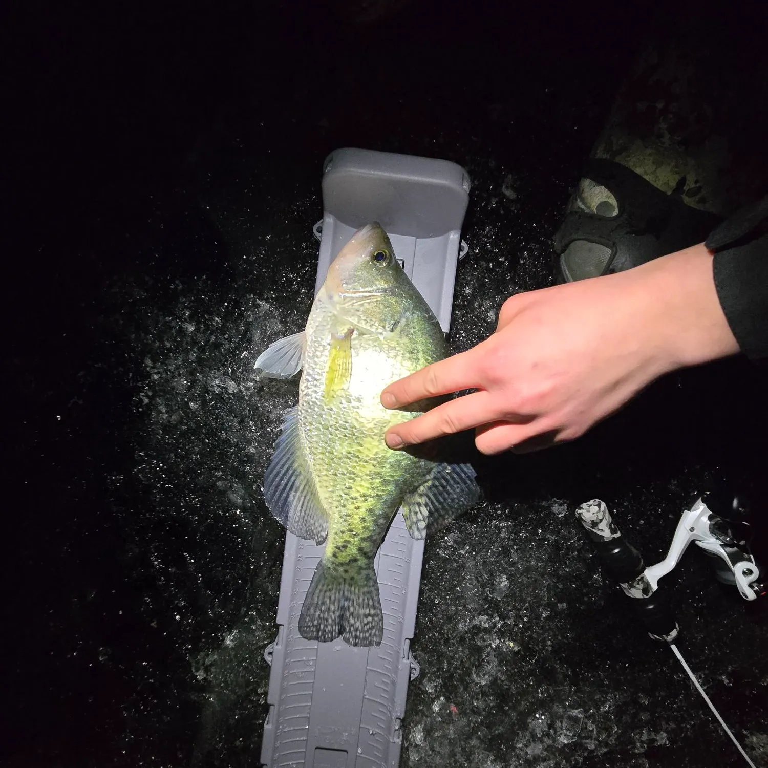 The most recent White crappie catches on Fishbrain