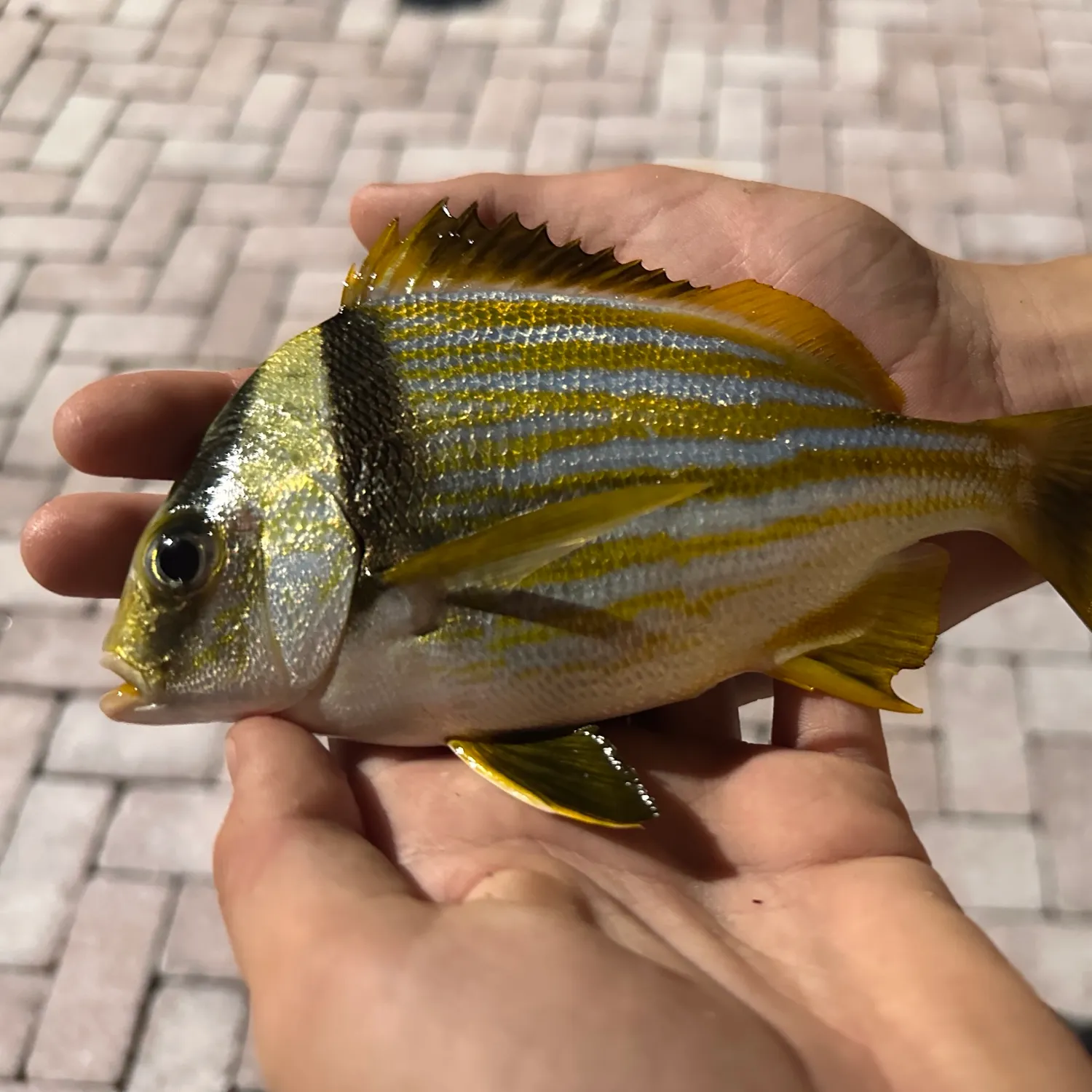 The most recent Atlantic porkfish catches on Fishbrain
