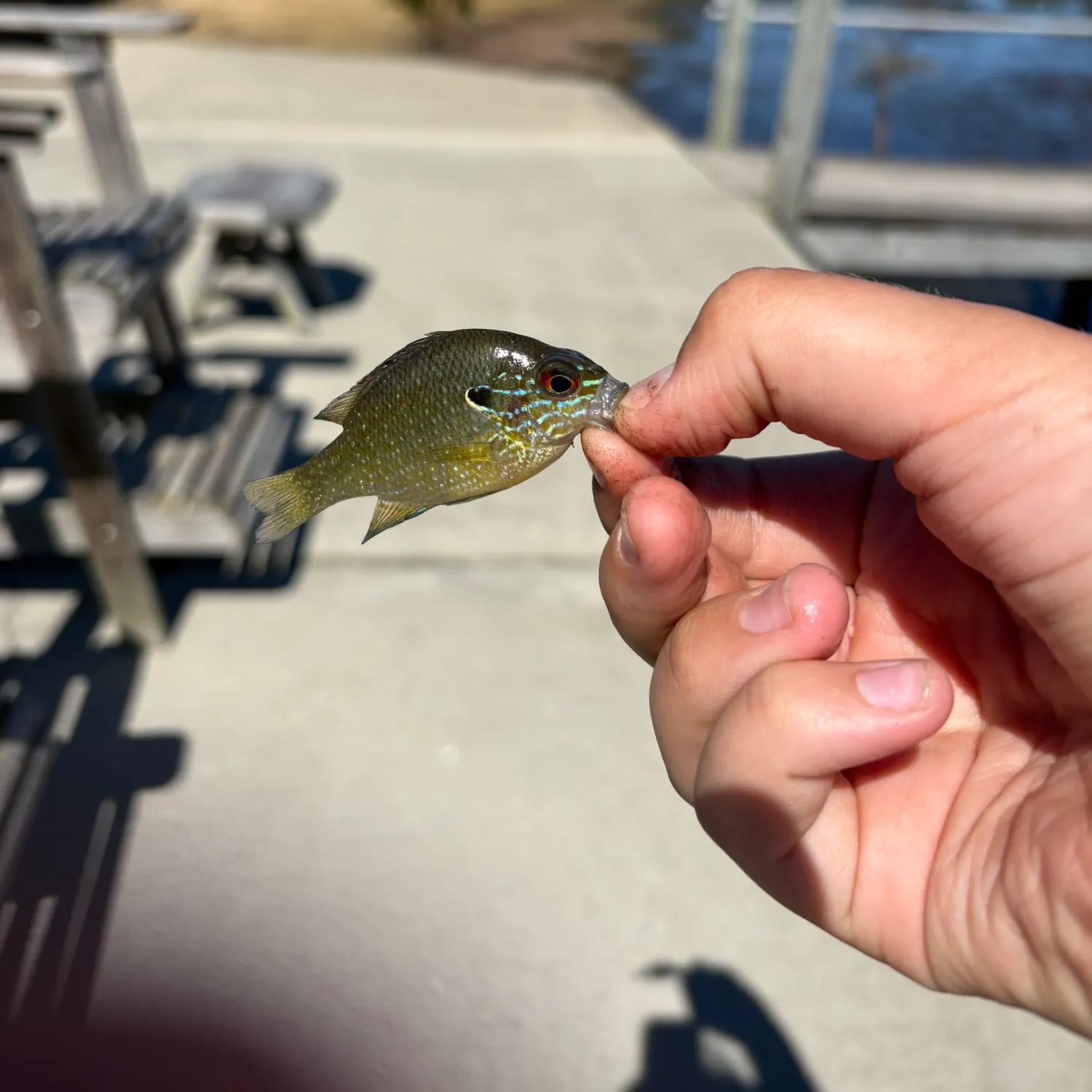 Bluegill caught on Fishbrain
