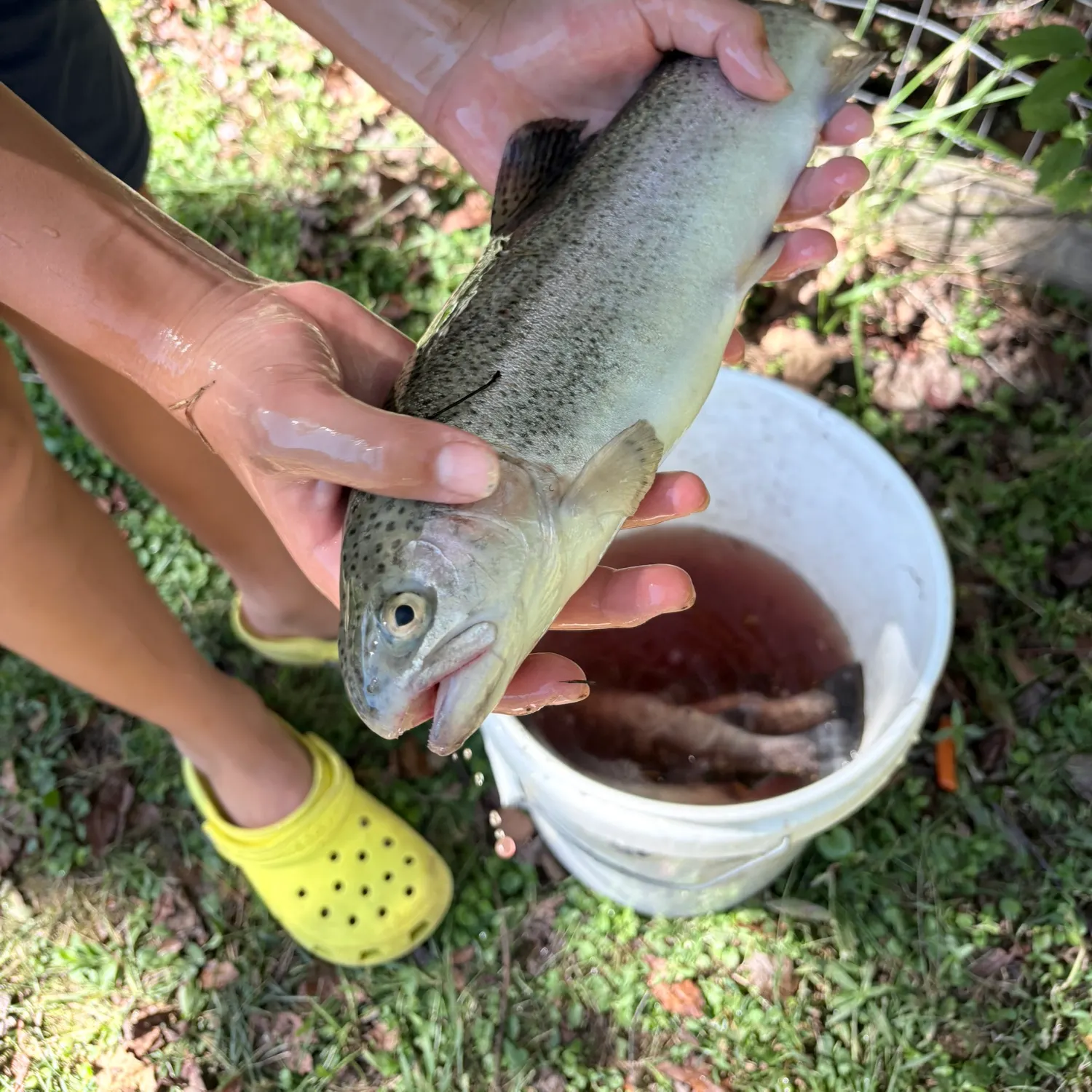 Rainbow trout caught on Fishbrain