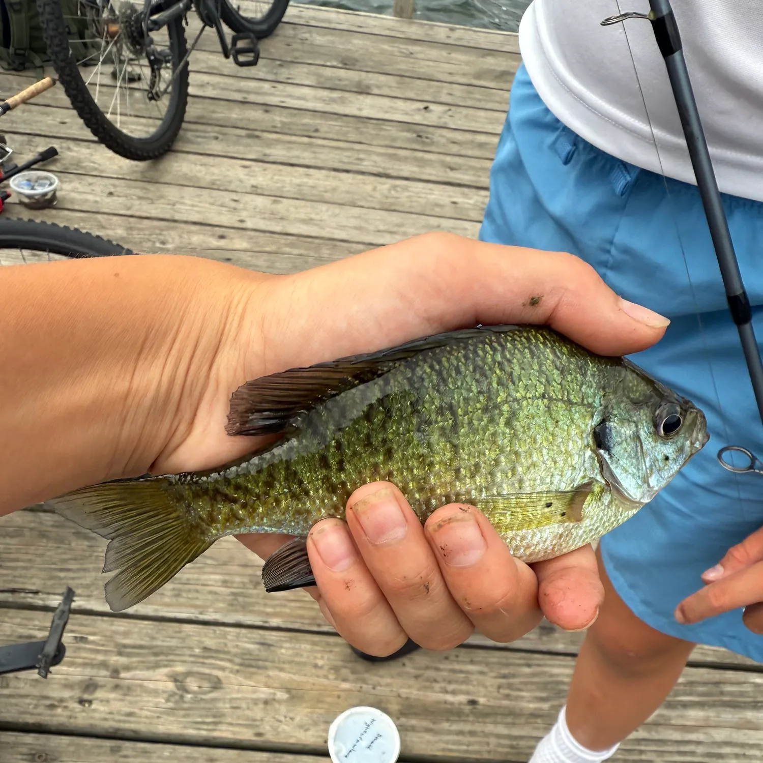 angler catch