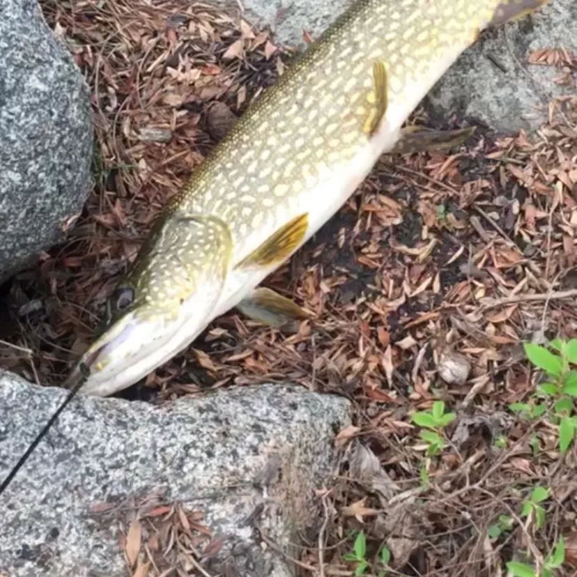 The most recent Northern pike catches on Fishbrain