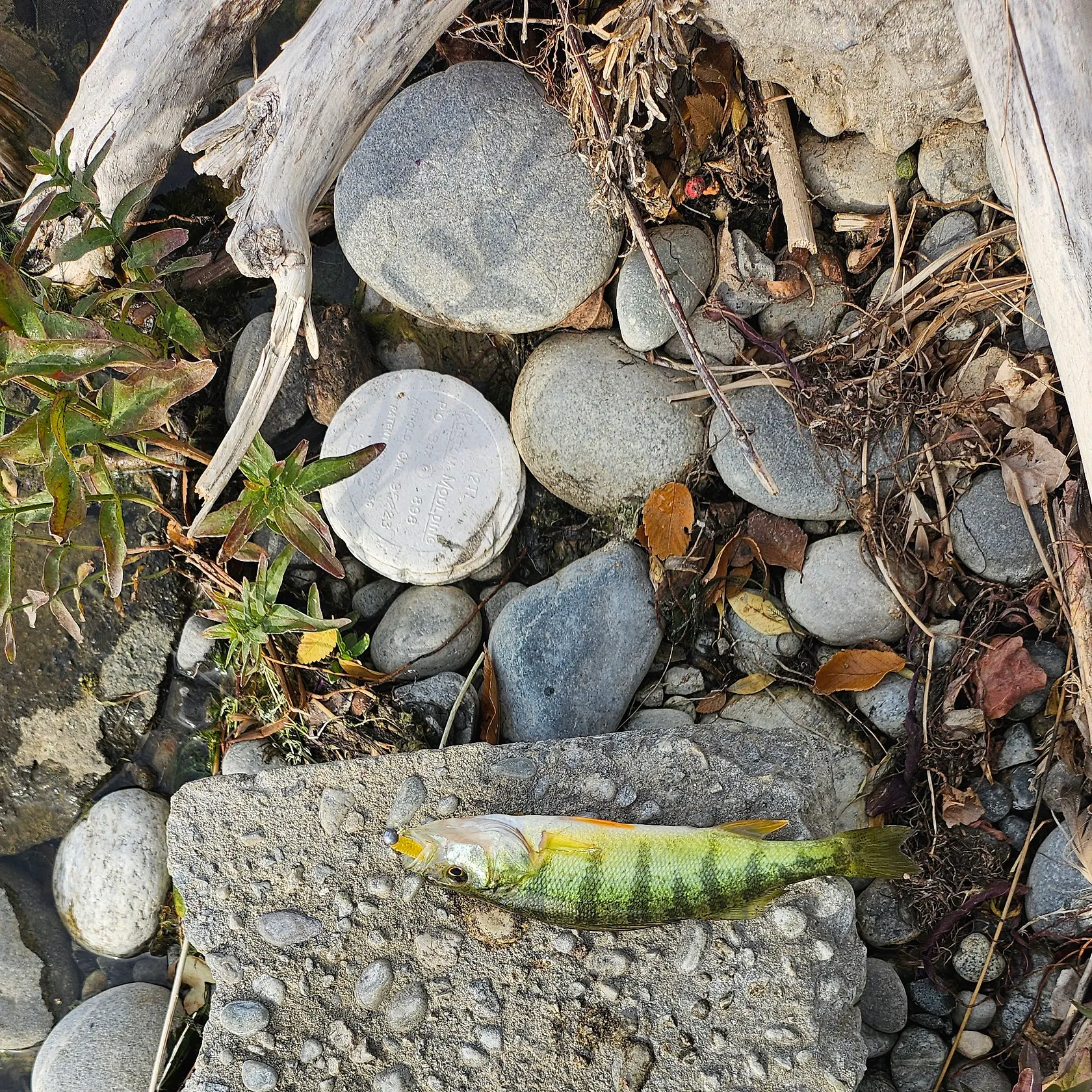 Yellow perch caught on Fishbrain
