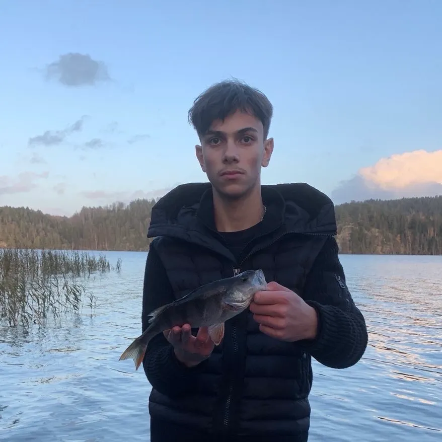 European perch caught on Fishbrain