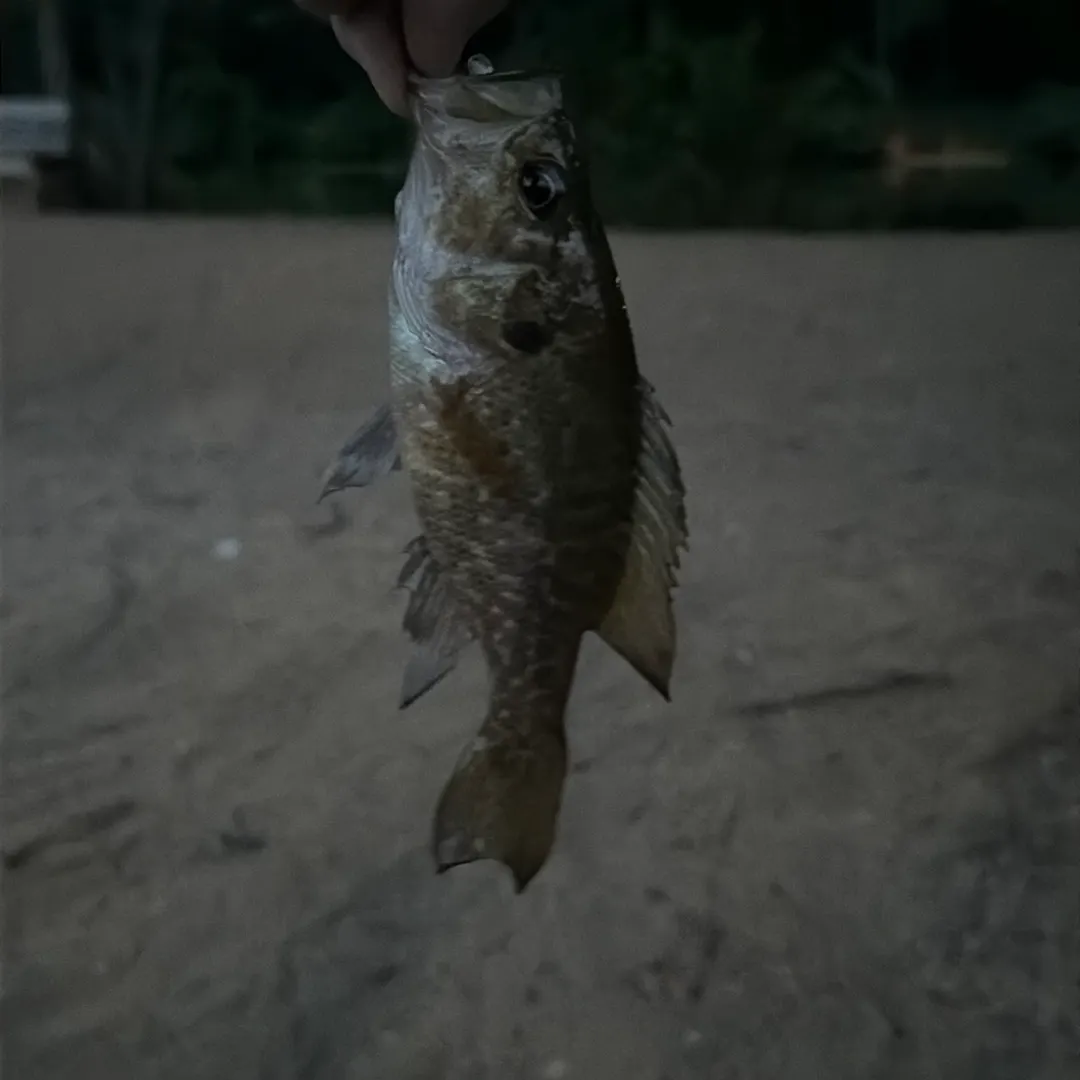Warmouth caught on Fishbrain