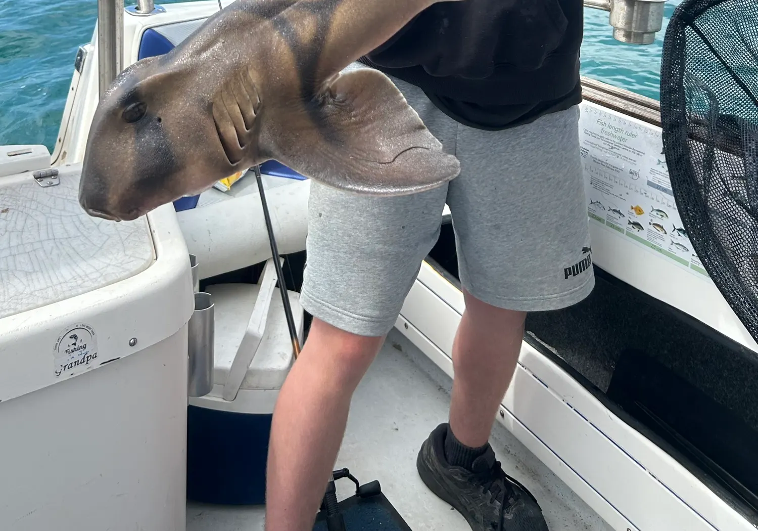 Port Jackson shark