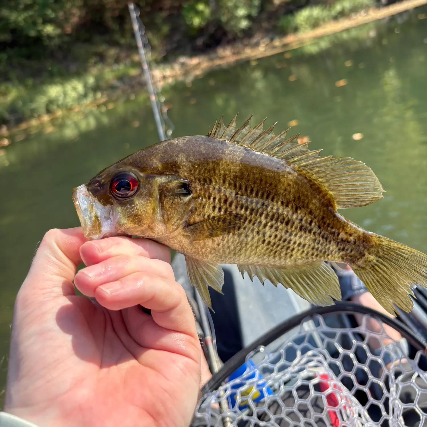 Rock bass caught on Fishbrain