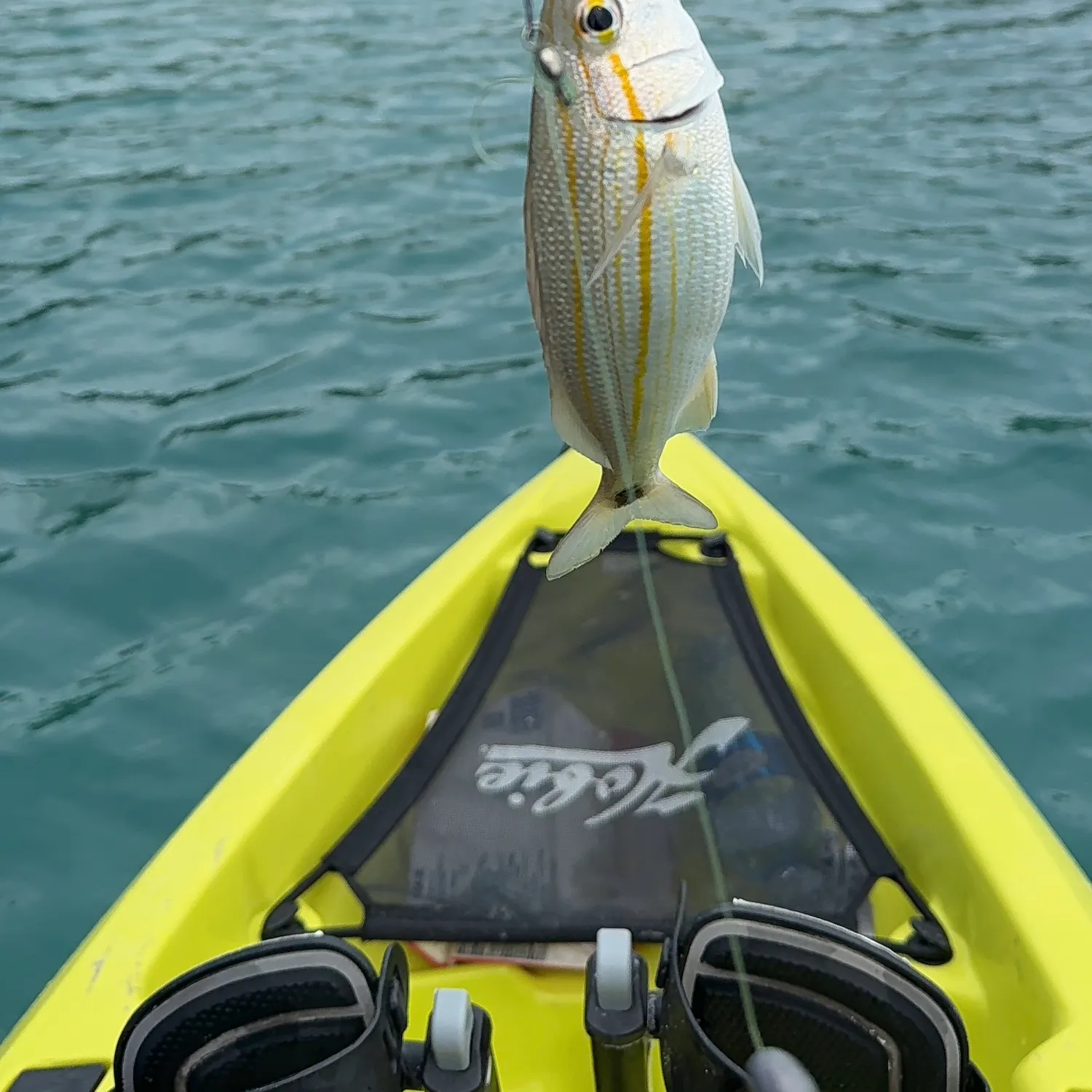 Tomtate grunt caught on Fishbrain