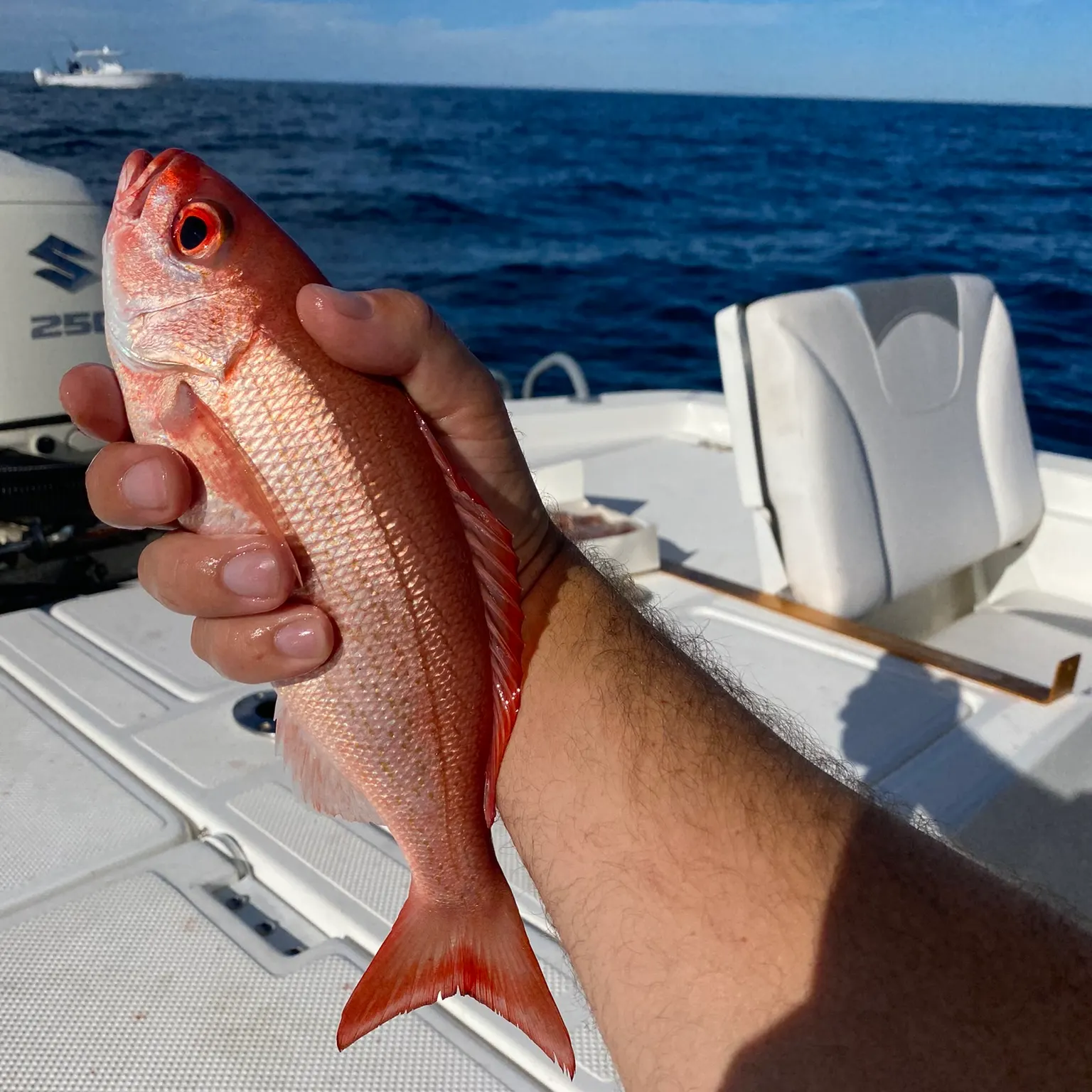 The most recent Northern red snapper catches on Fishbrain