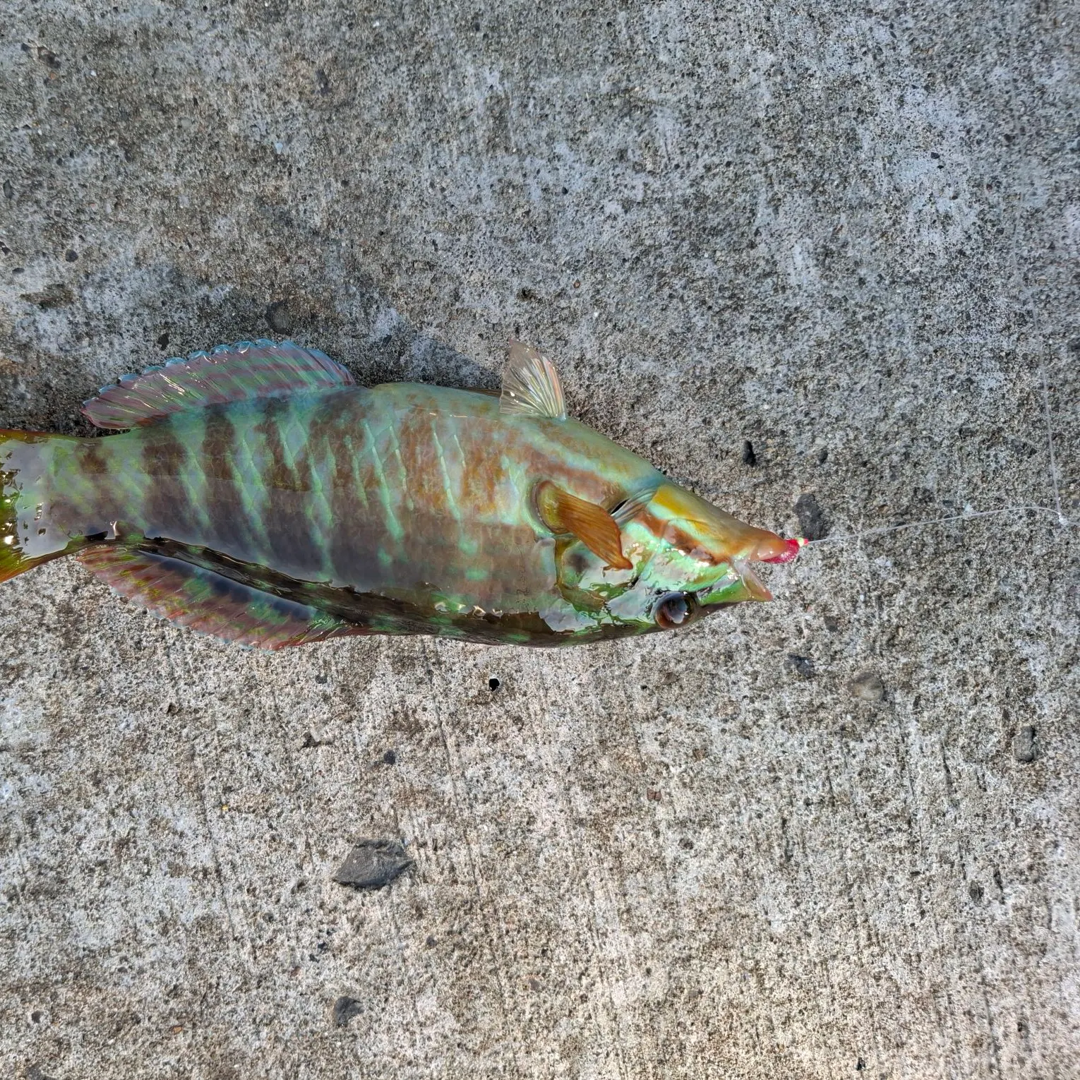 recently logged catches