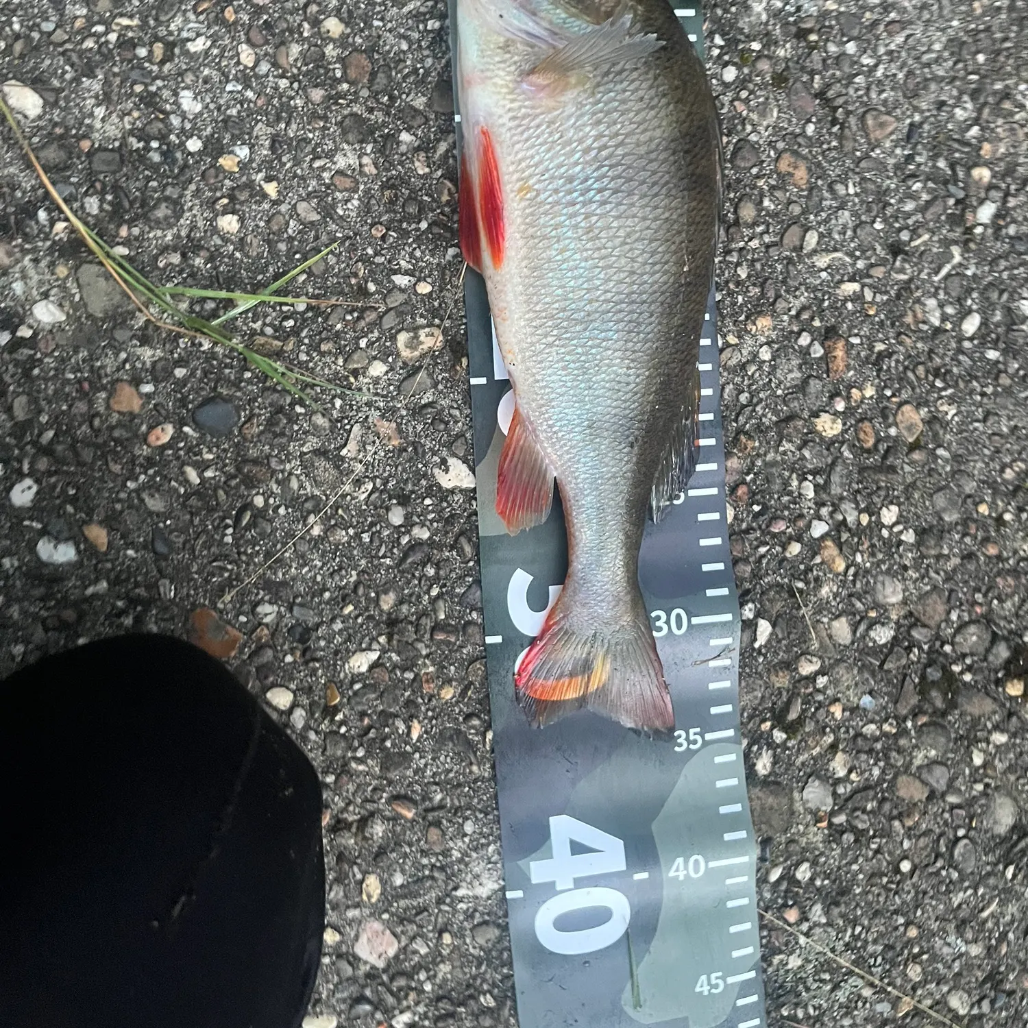 European perch caught on Fishbrain