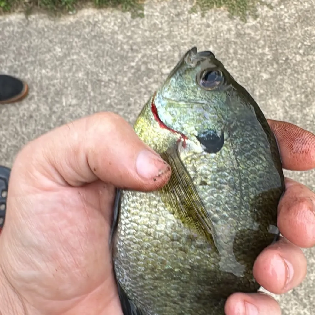 Bluegill caught on Fishbrain