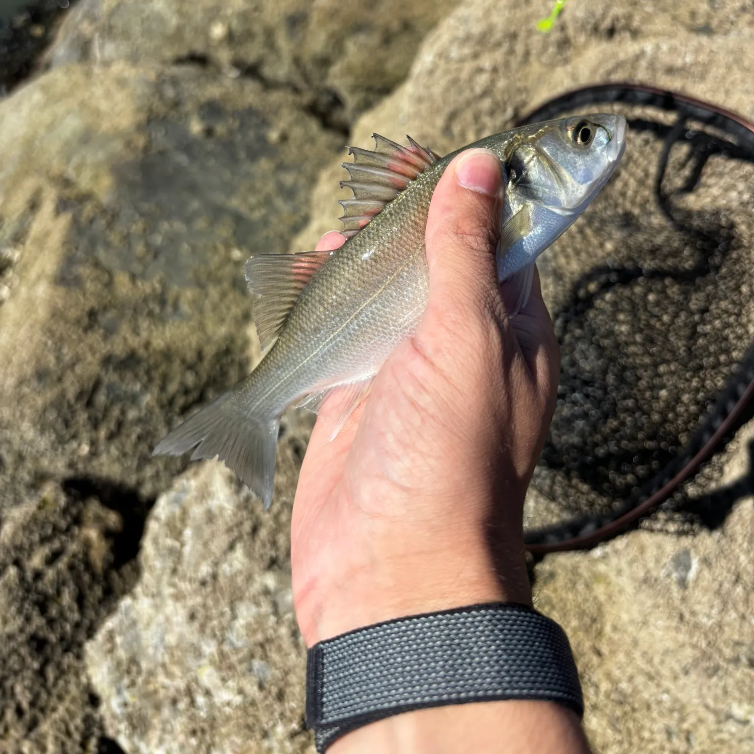 European seabass caught on Fishbrain