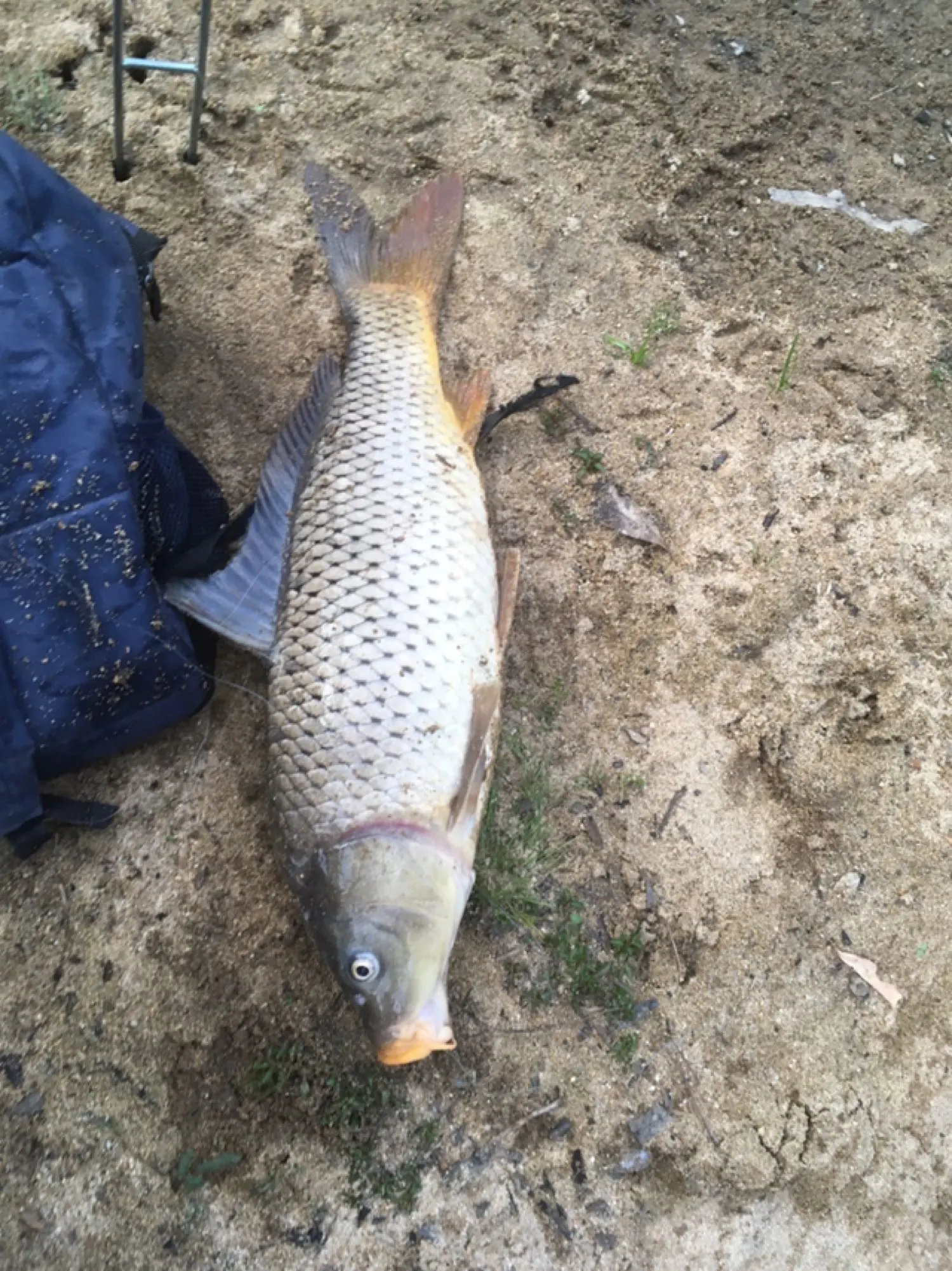 Post image from Dennism1