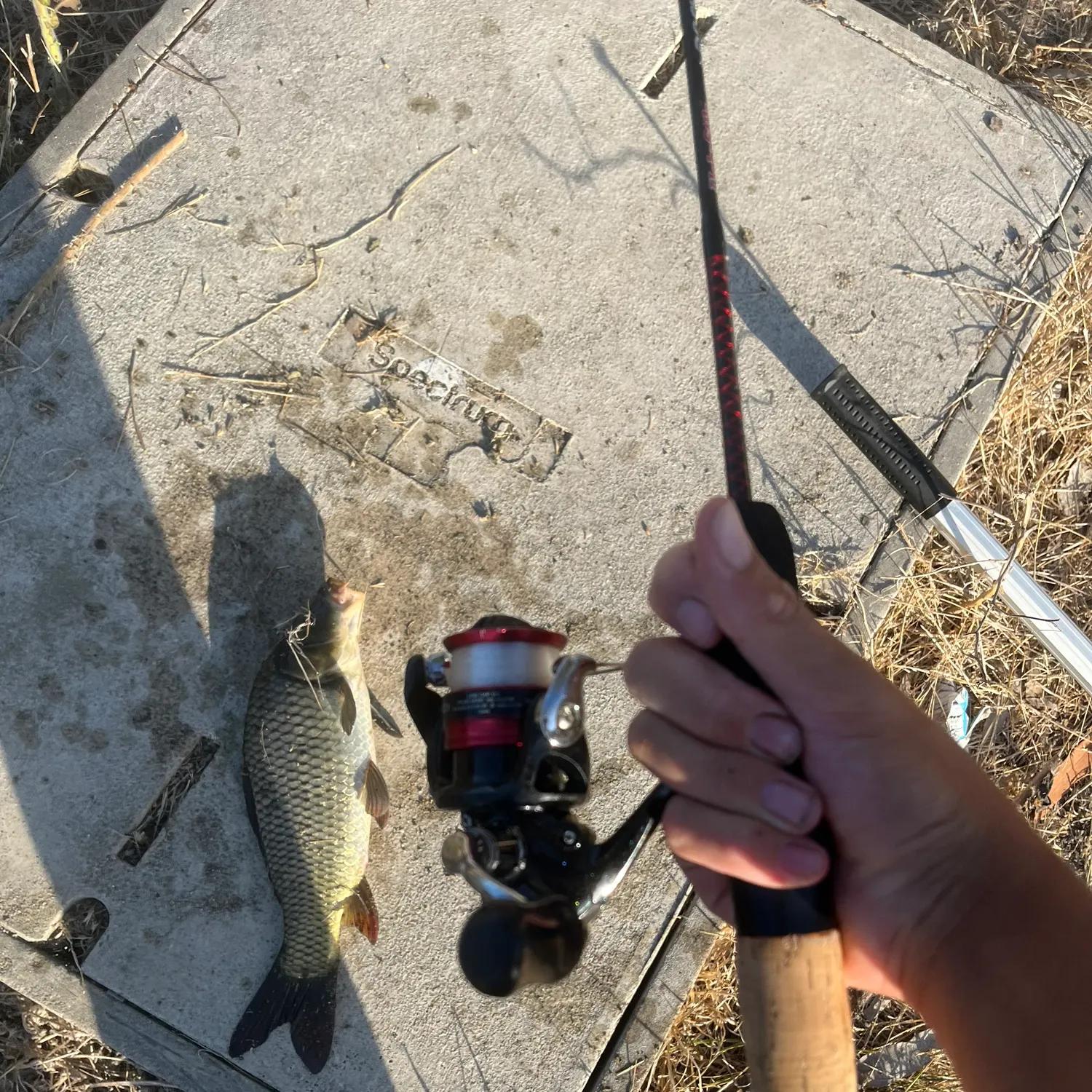 Common carp caught on Fishbrain